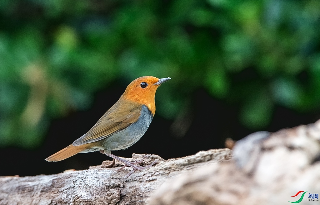 DSC_4276.jpg
