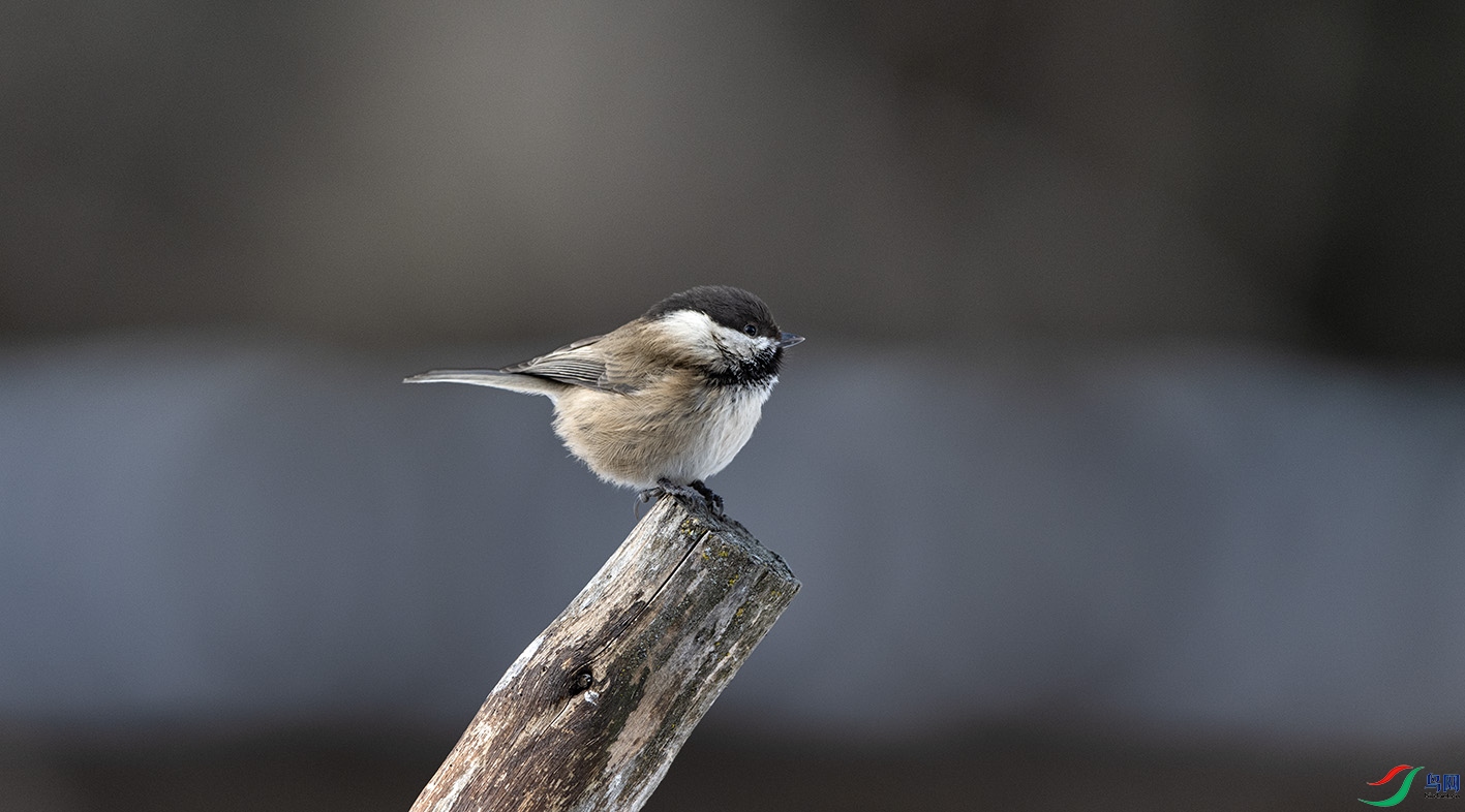 DSC_5105 ����.jpg