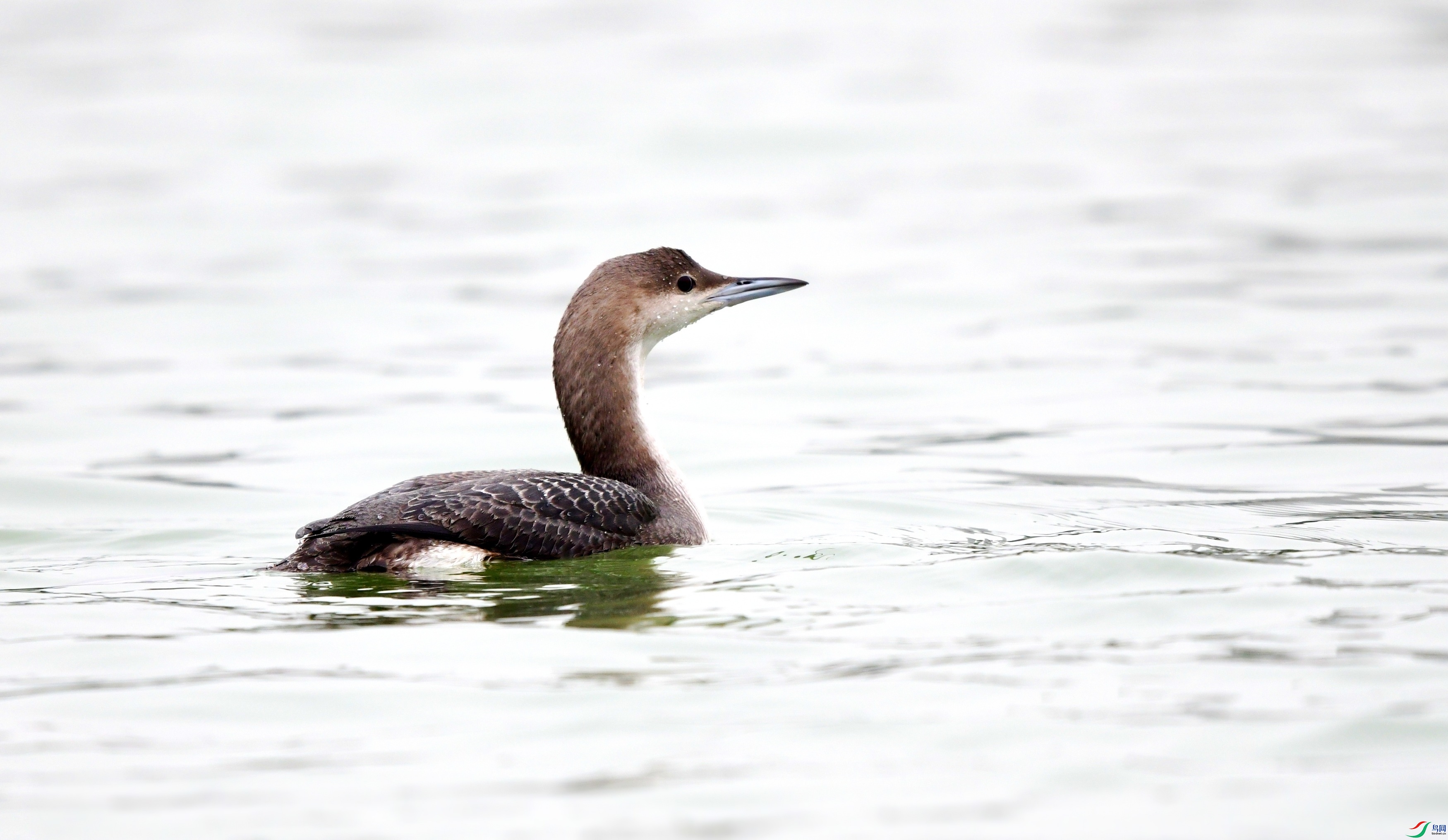 DSC_1229_conew3.jpg