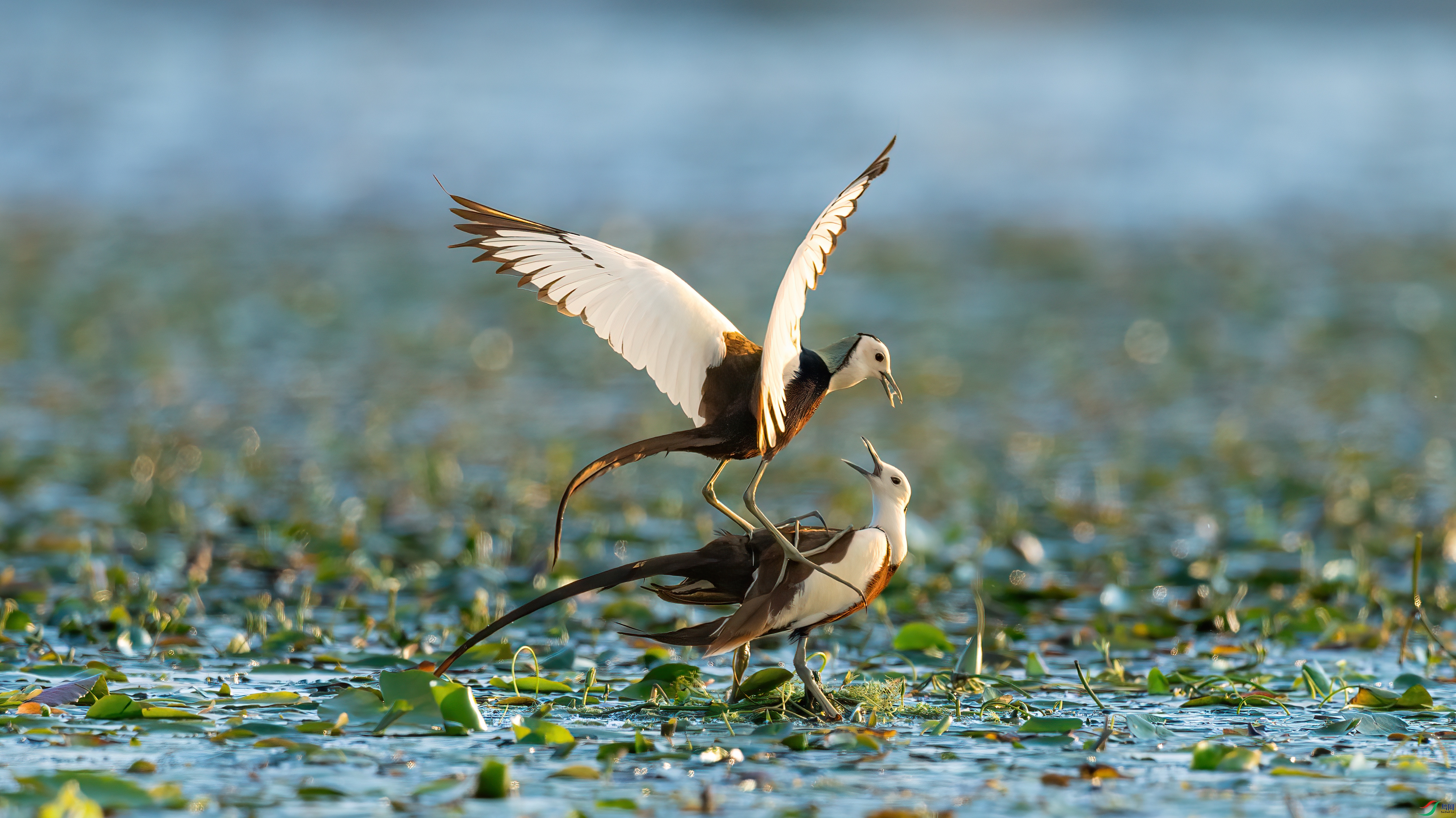 048A1611 ����.jpg