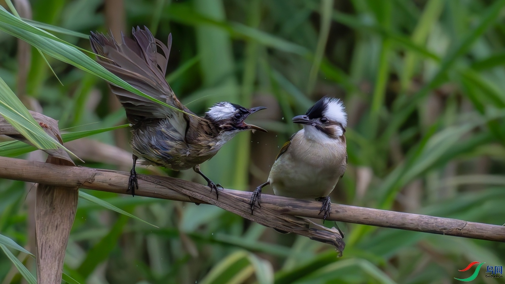 DSC_2042_����.jpg