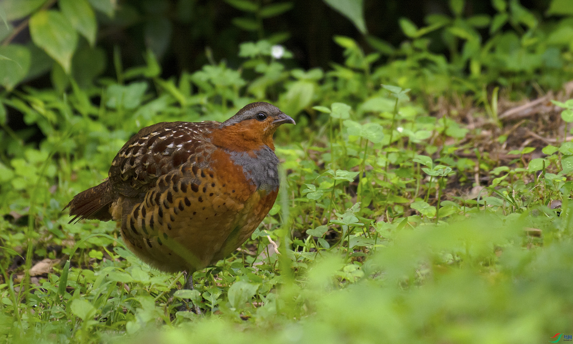 ���@��������ֻ�u