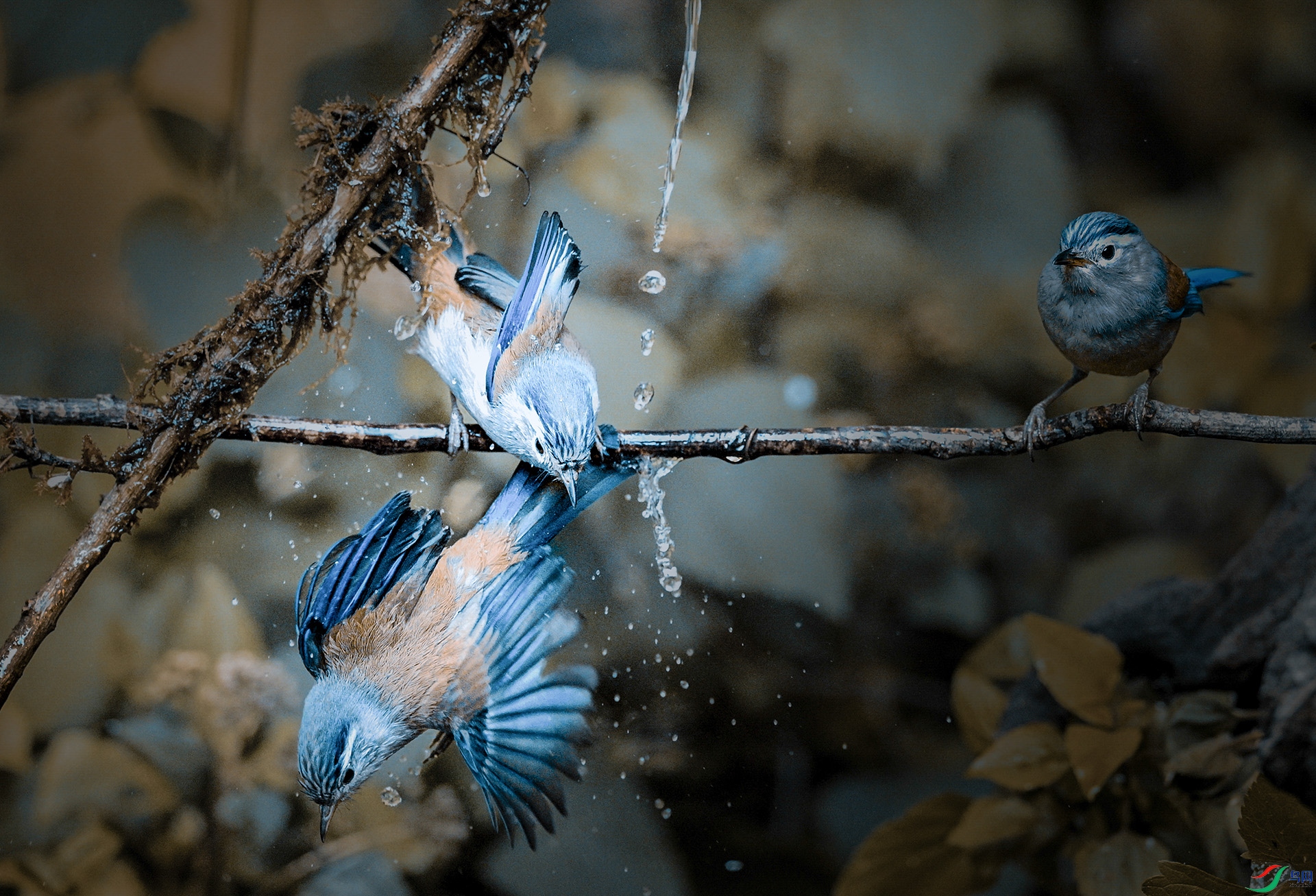 ����ϣ��Ϸˮ