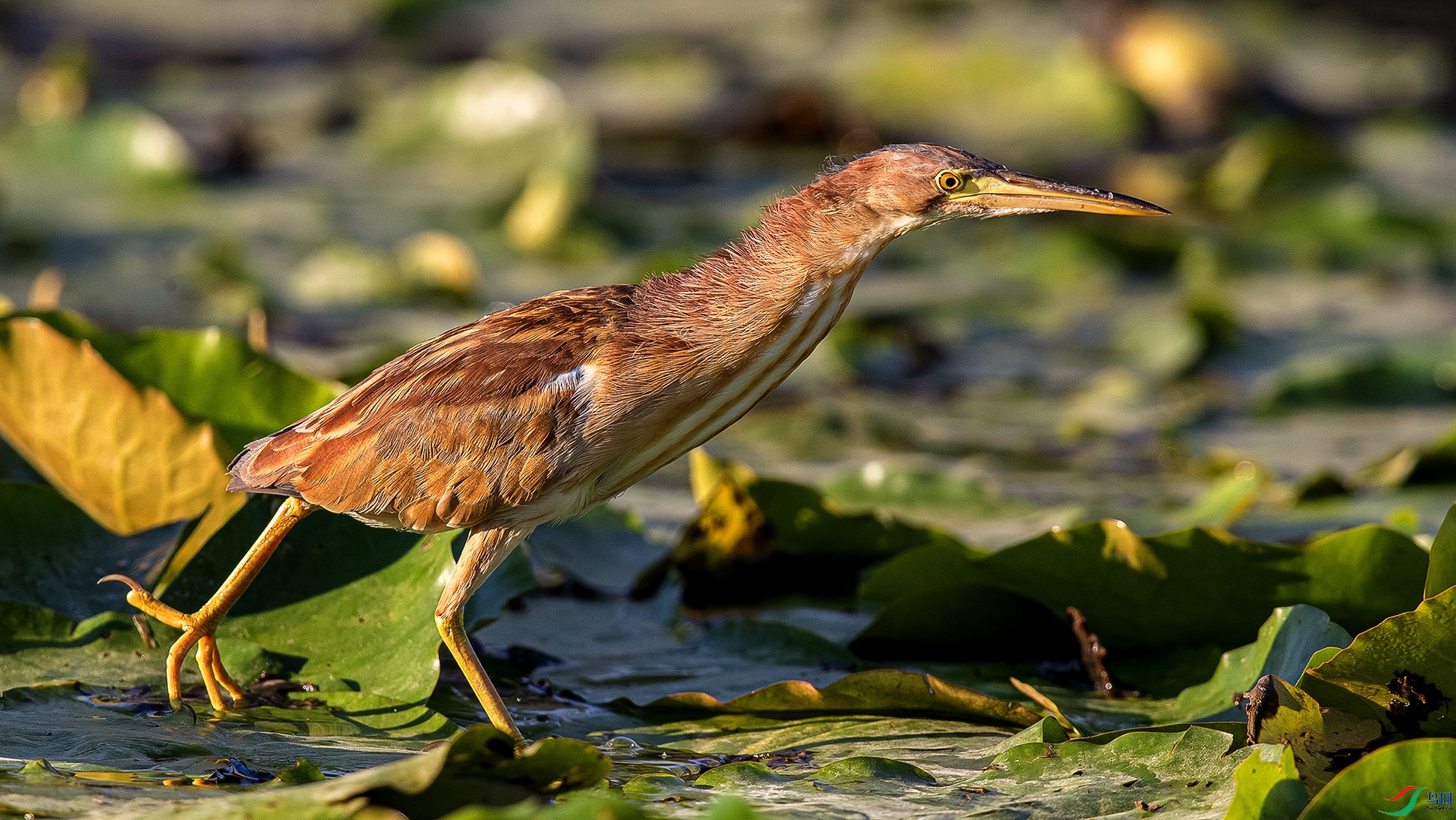 _90I4656 ����.jpg