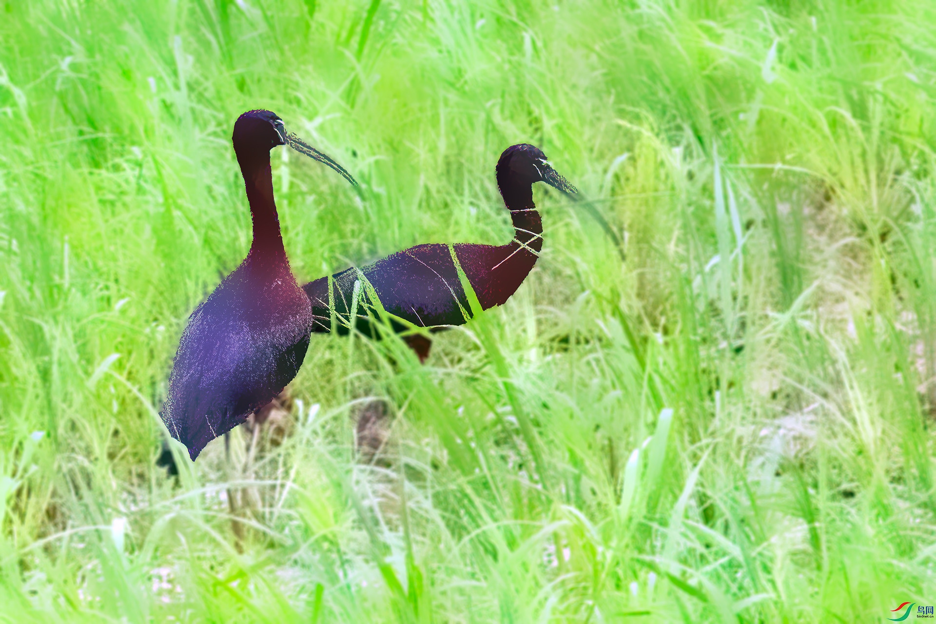 060A8774 ����-Shar---1 .jpg