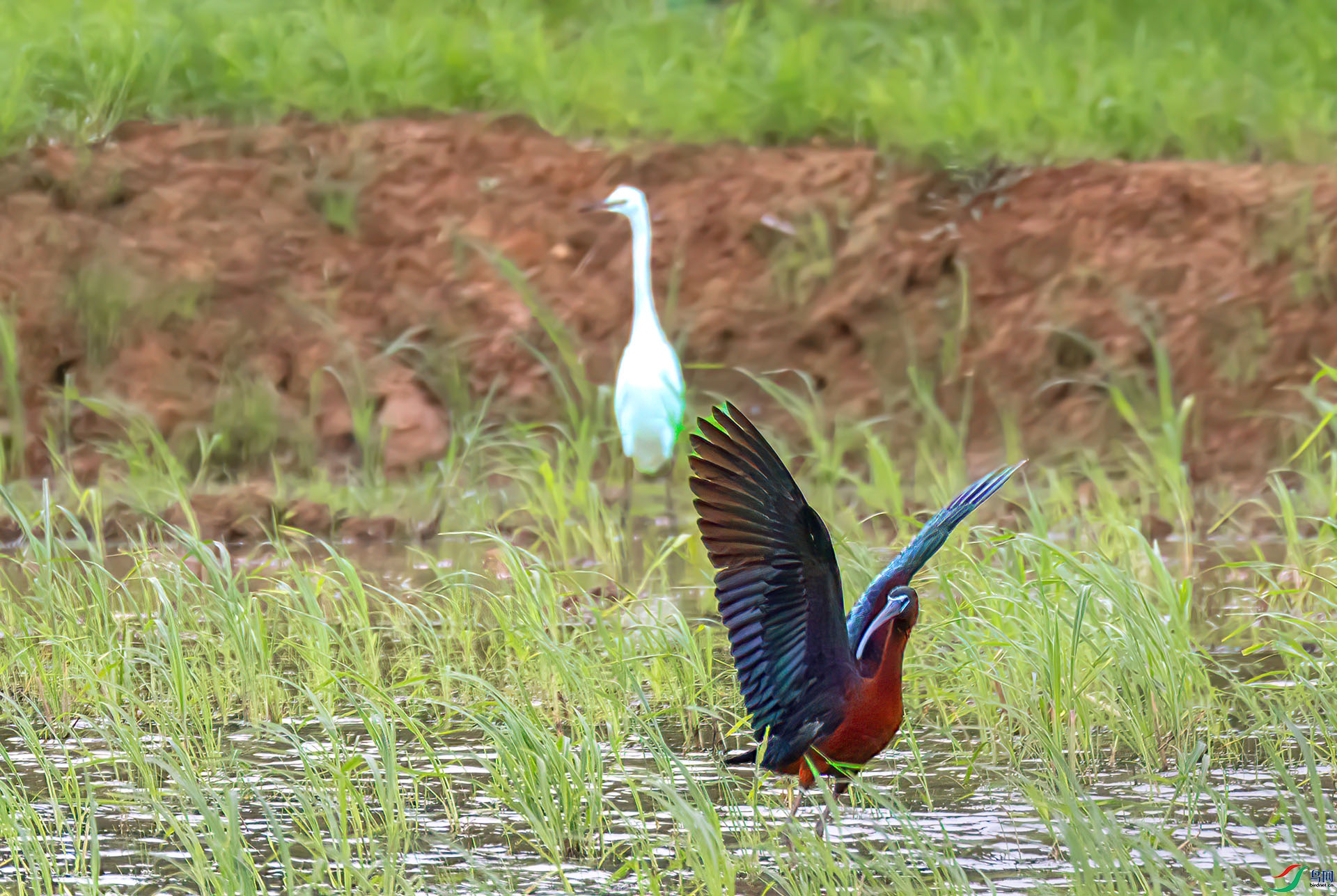 060A5364 ����-Sha---1 .jpg