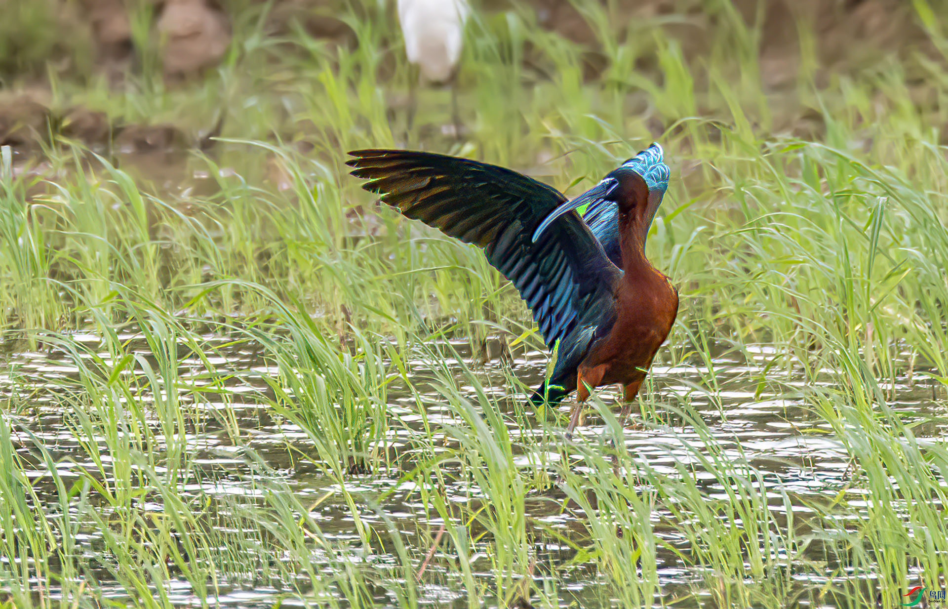 060A5353 ����-Sh---1 .jpg