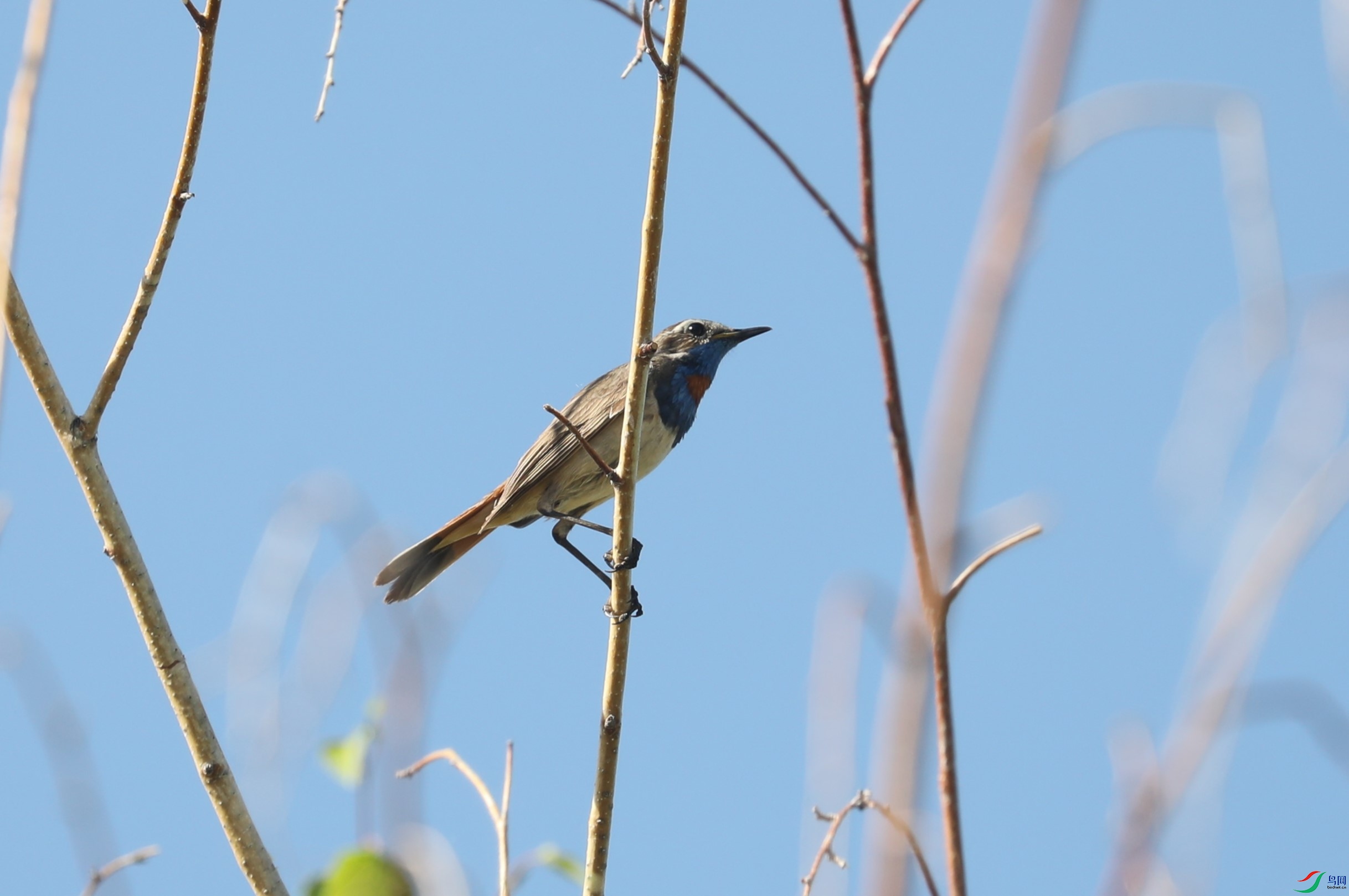 BL7A8086.JPG