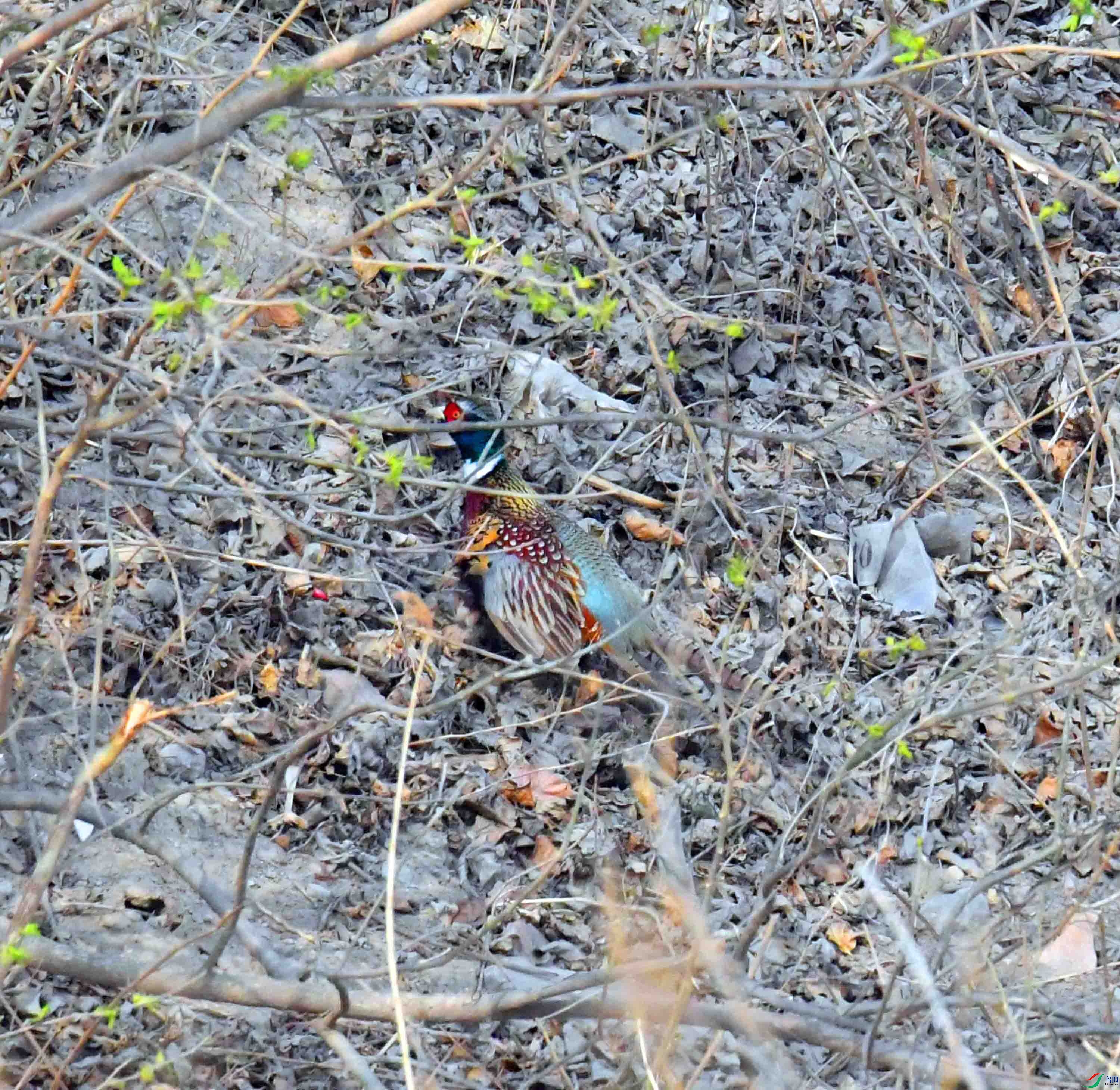 DSC_1284.JPG
