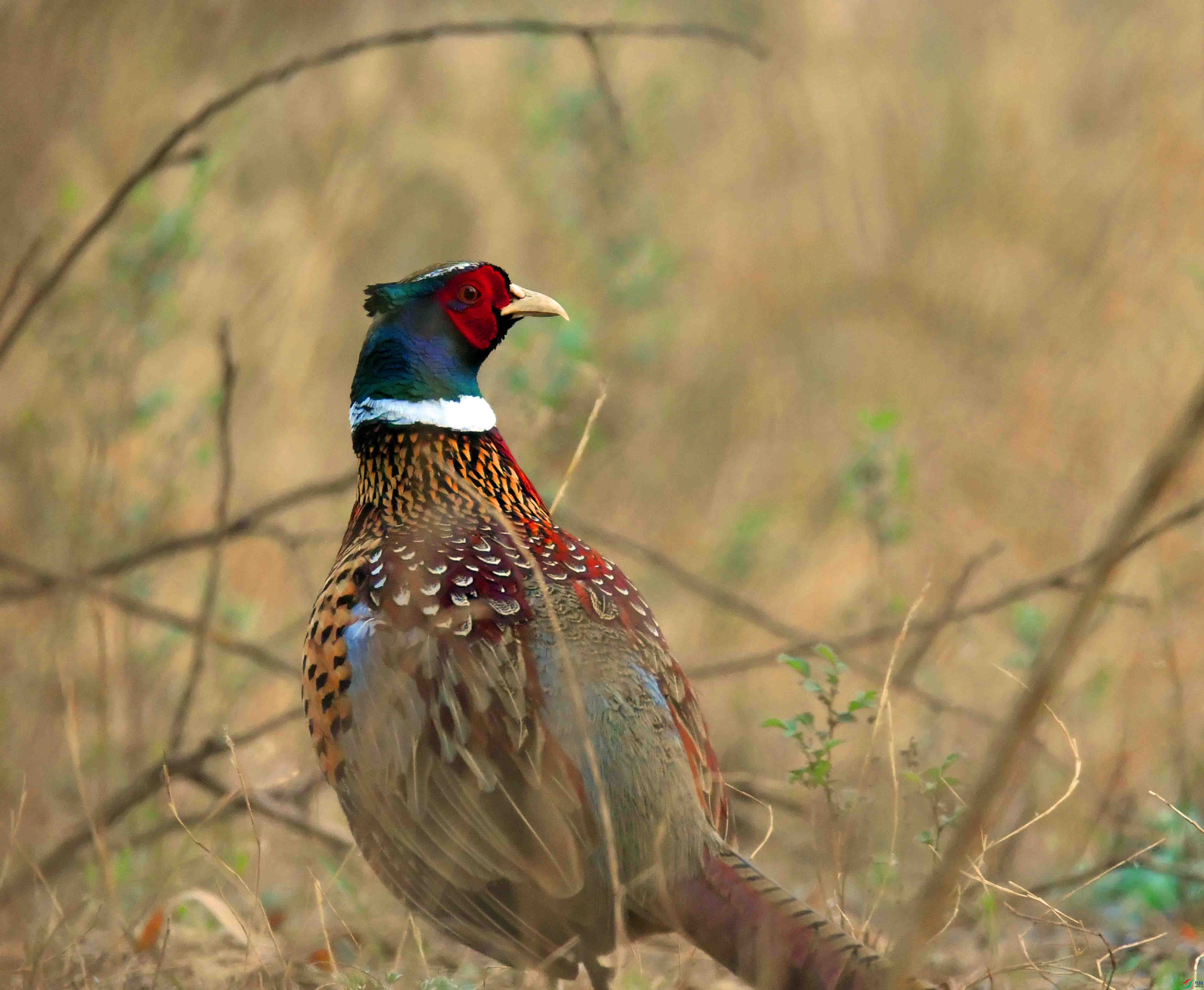 DSC_1821.JPG