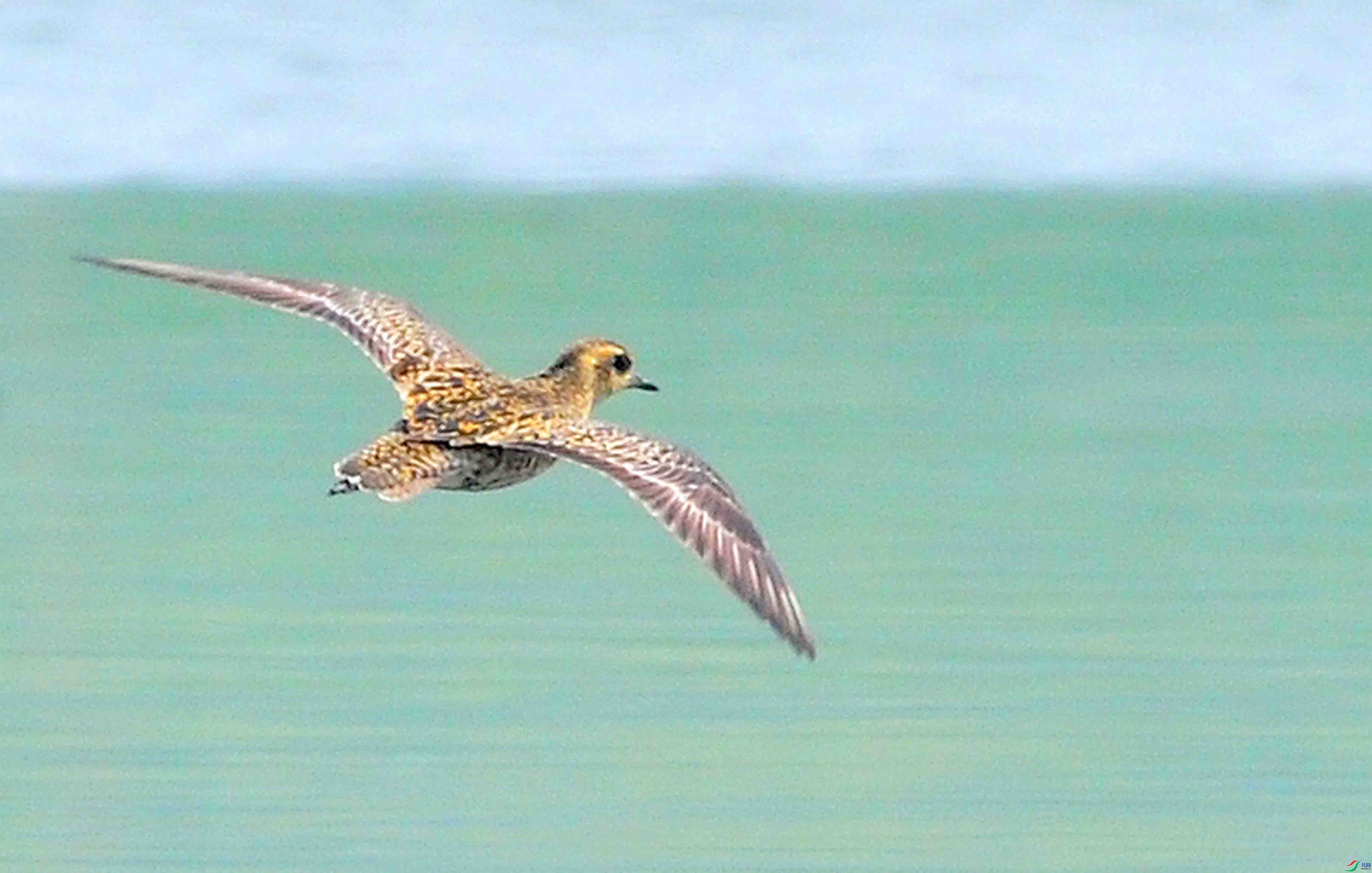 ����a (3).JPG