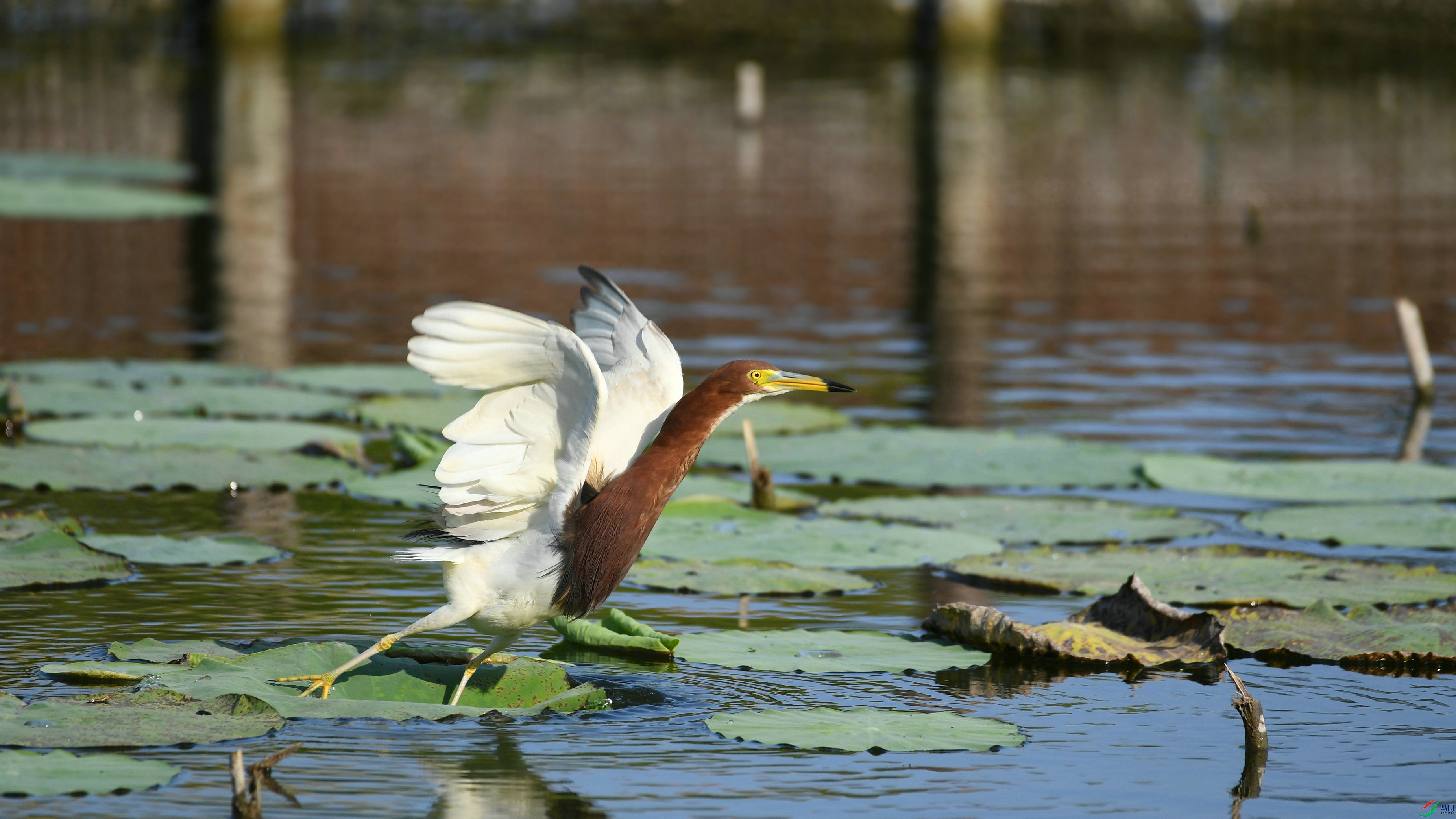 DSC_6283.JPG