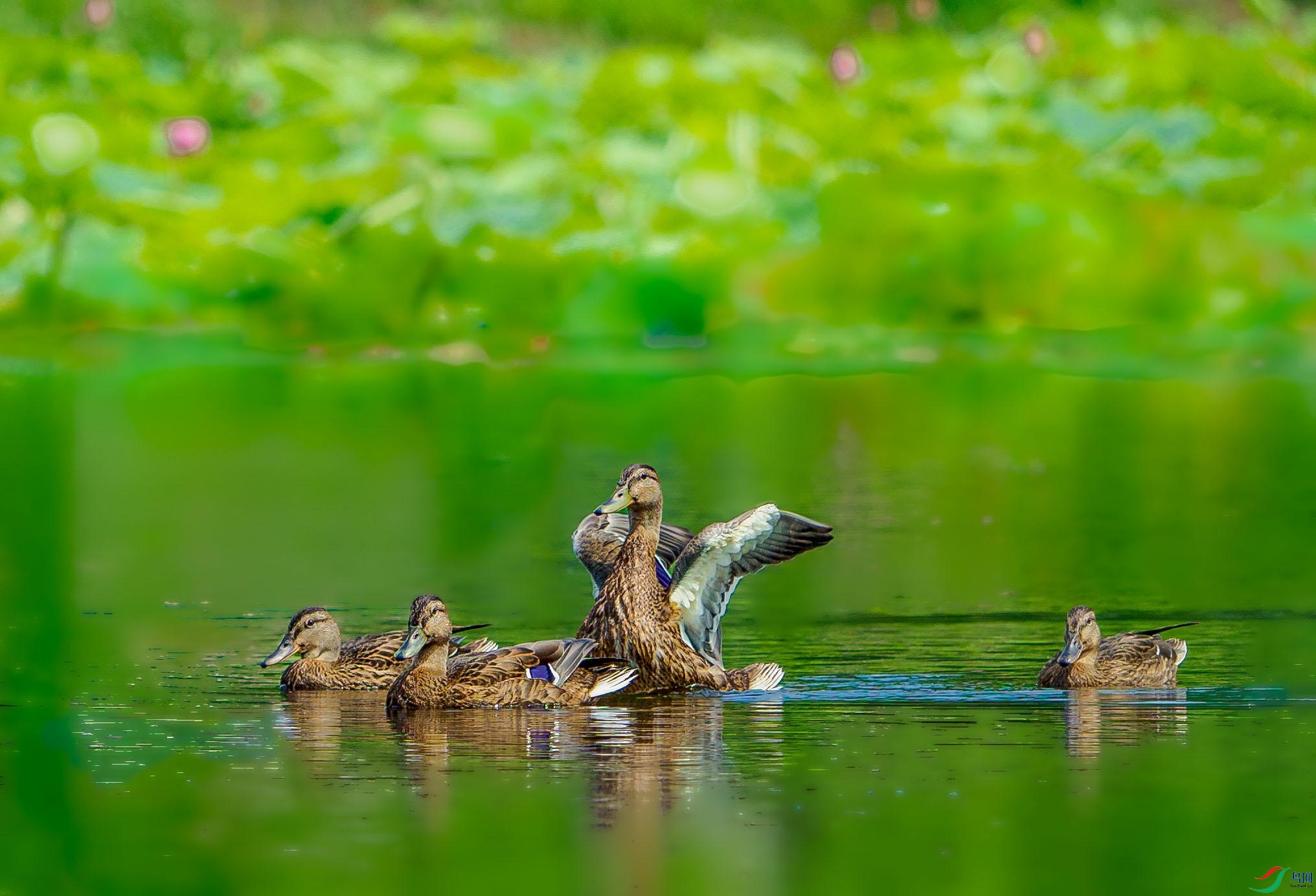 P7130222 --Ѽ--3_��ţ��ͼ.jpg