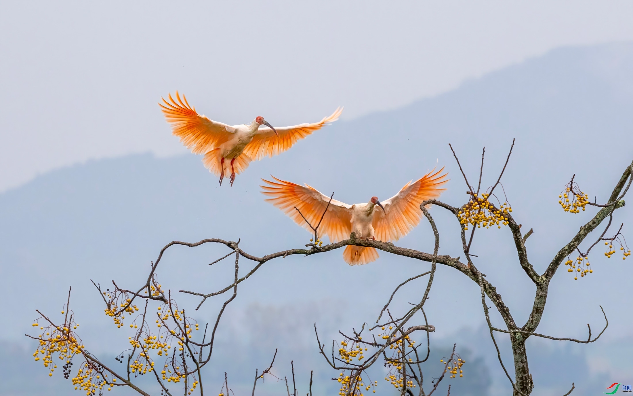 ��֦  ���� �ɶ��Ͻ� ����.jpg