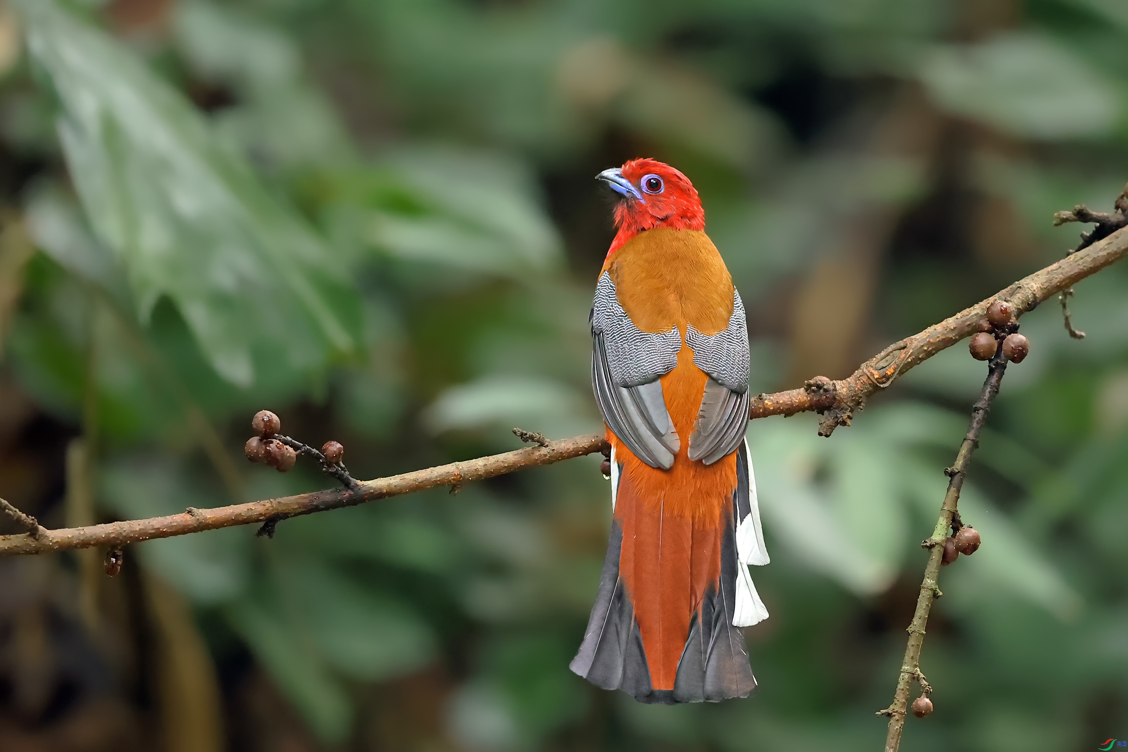 ��ͷҧ��  ���� ���� ����.jpg