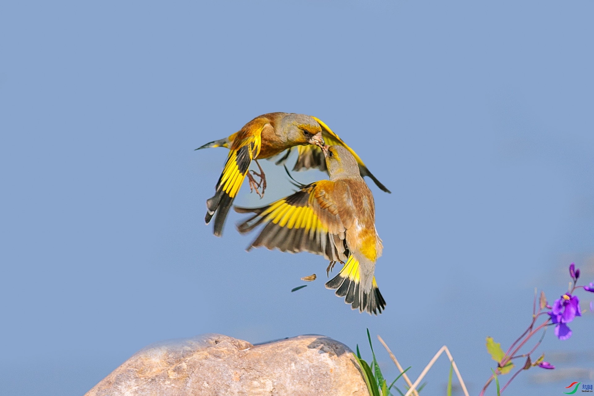����ʳ��  ���� ���¹�Ӱ ����.jpg
