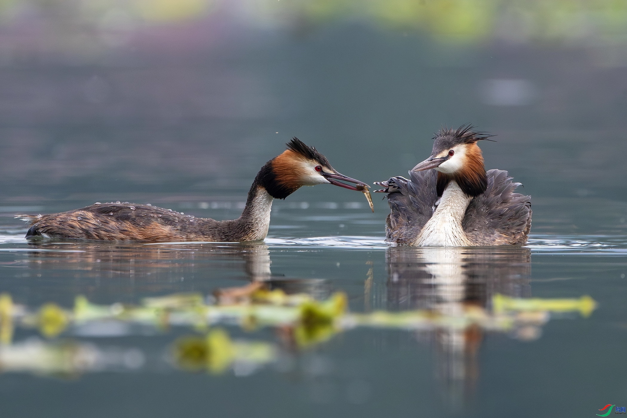 ����  ���� ��ʯ ����.jpg