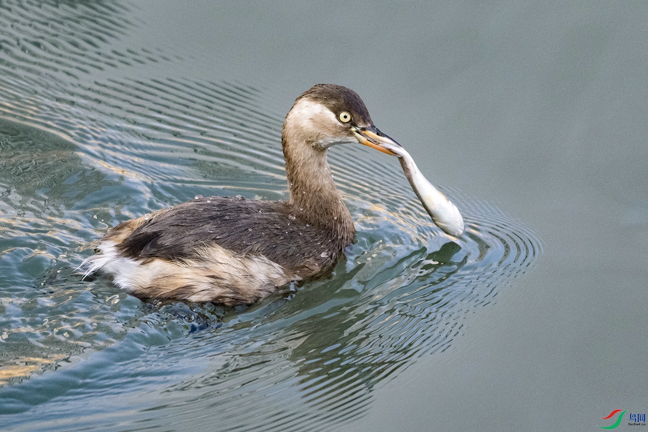 DSC_1185--.jpg