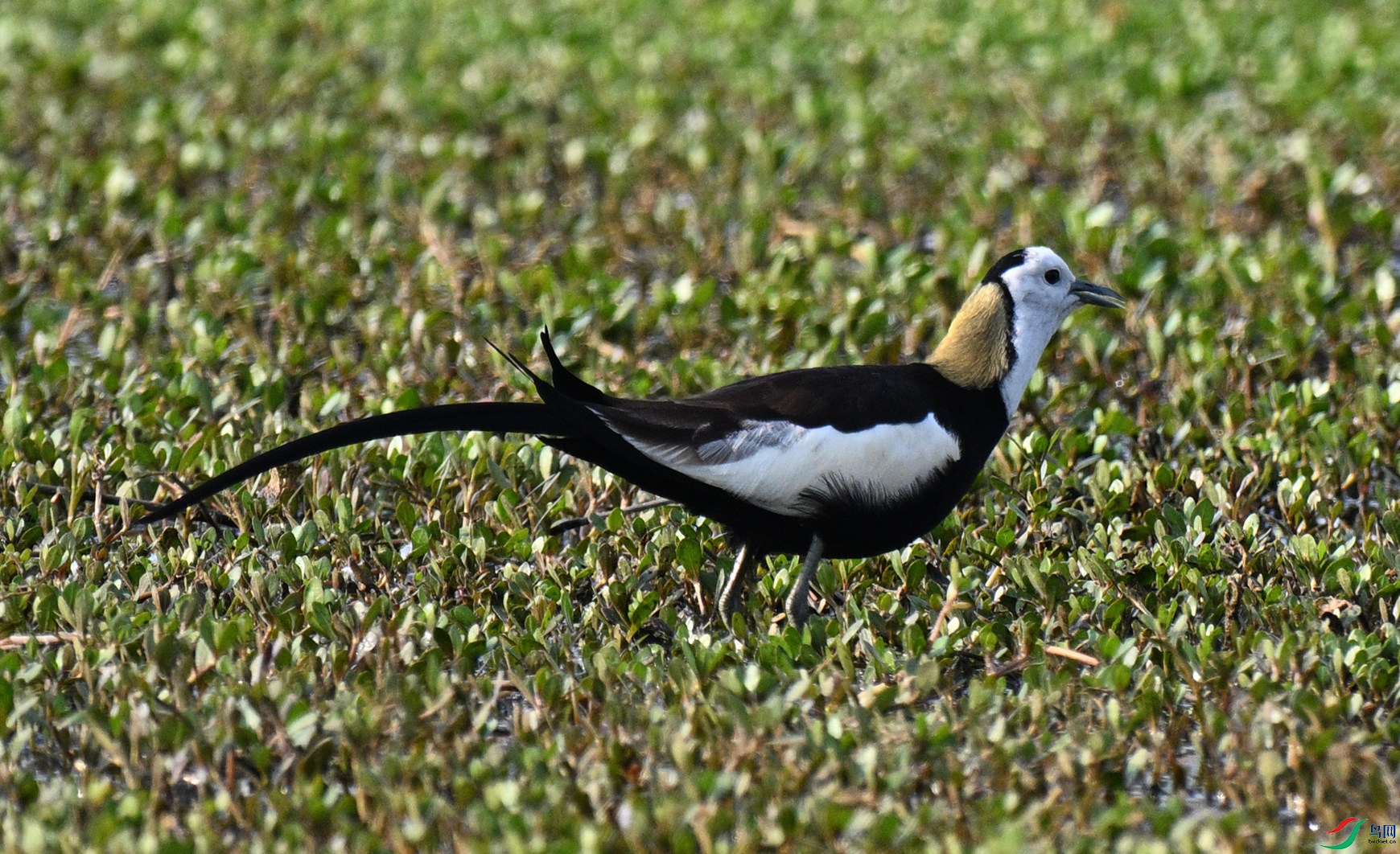 DSC_2511_����.jpg