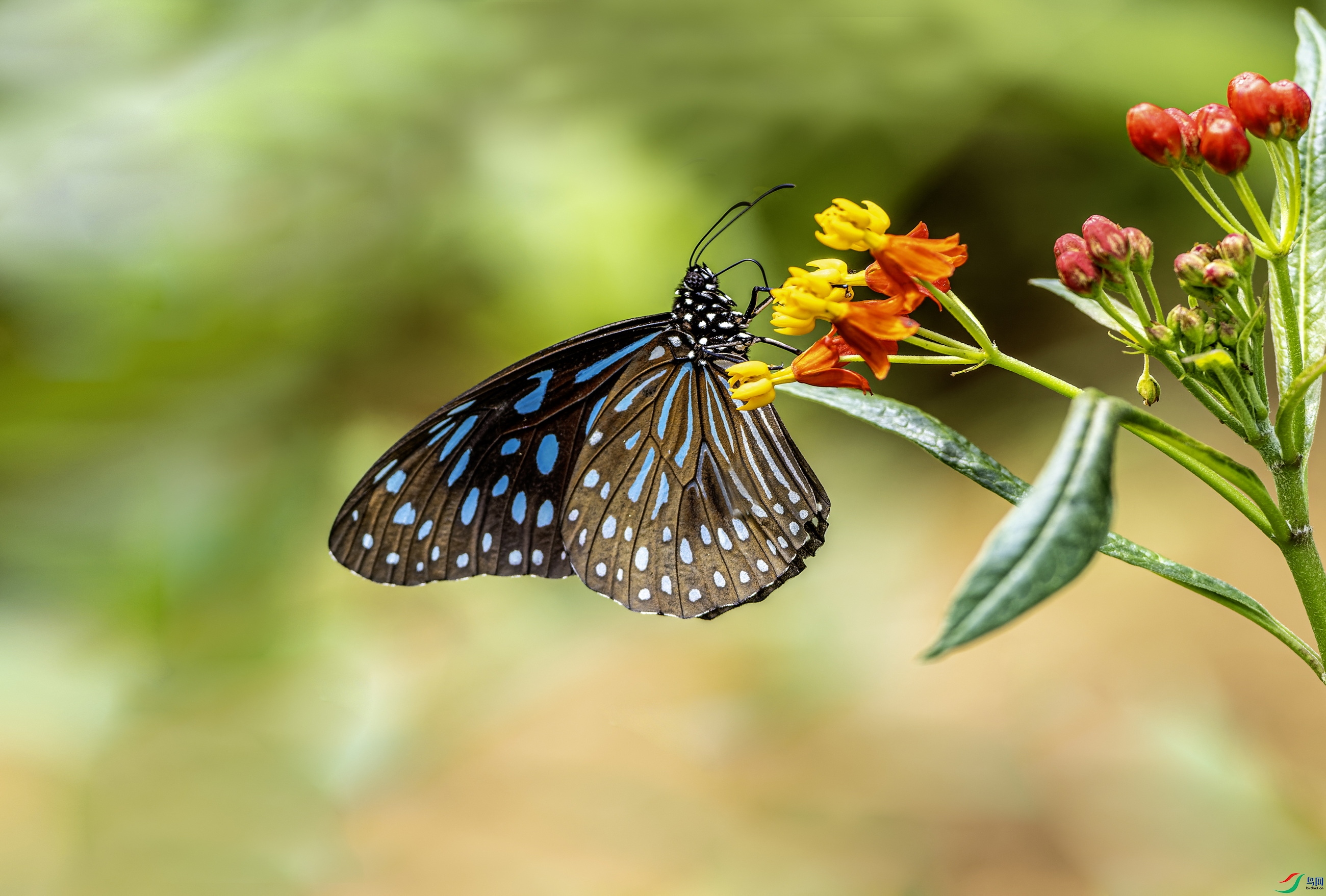 Ǿ��ߵ� (898)-1.jpg