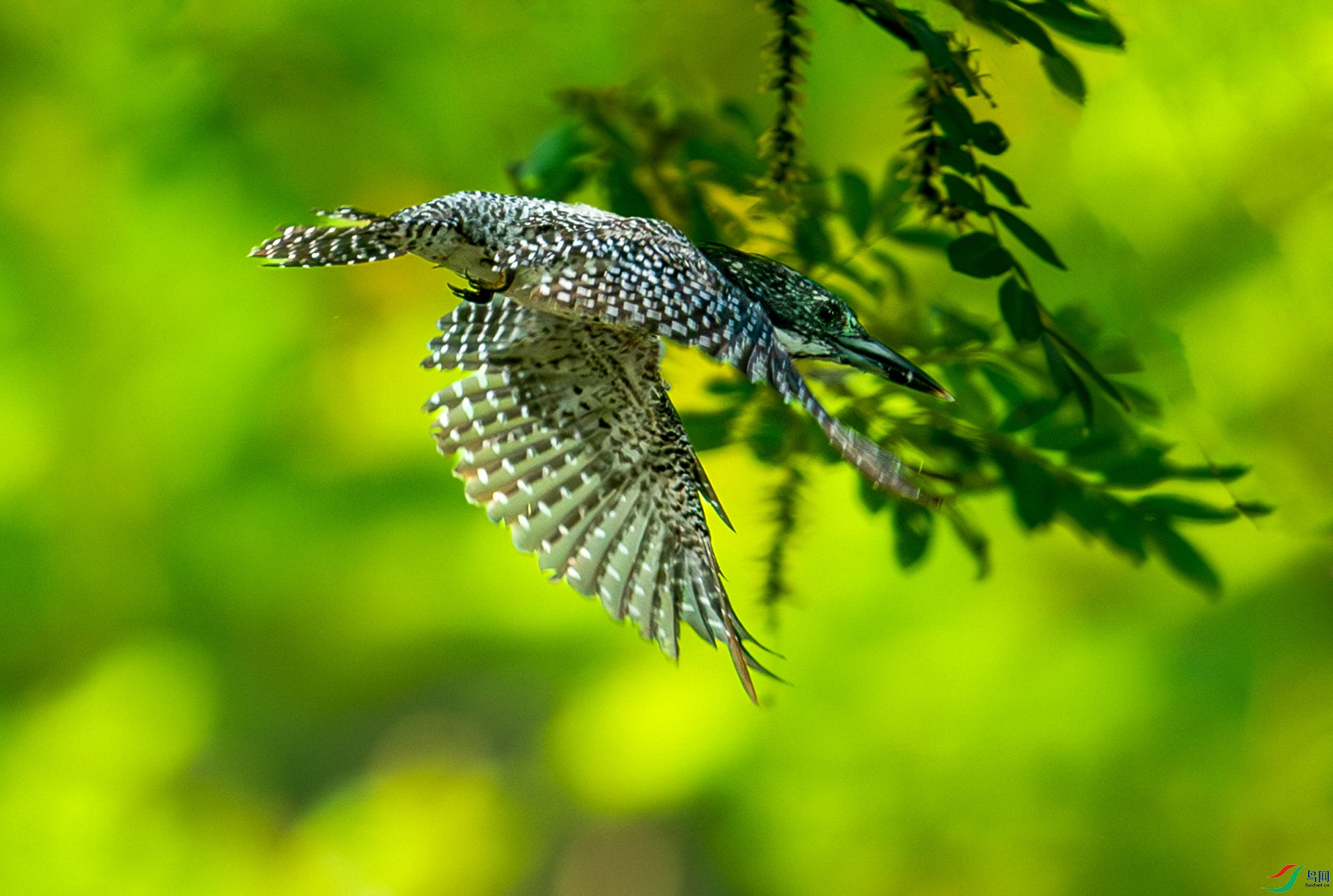 DSC_1896-����ǿ-NR.jpg