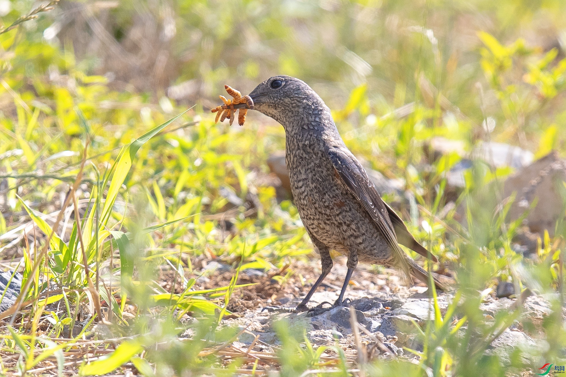 _90I2149 ����.jpg