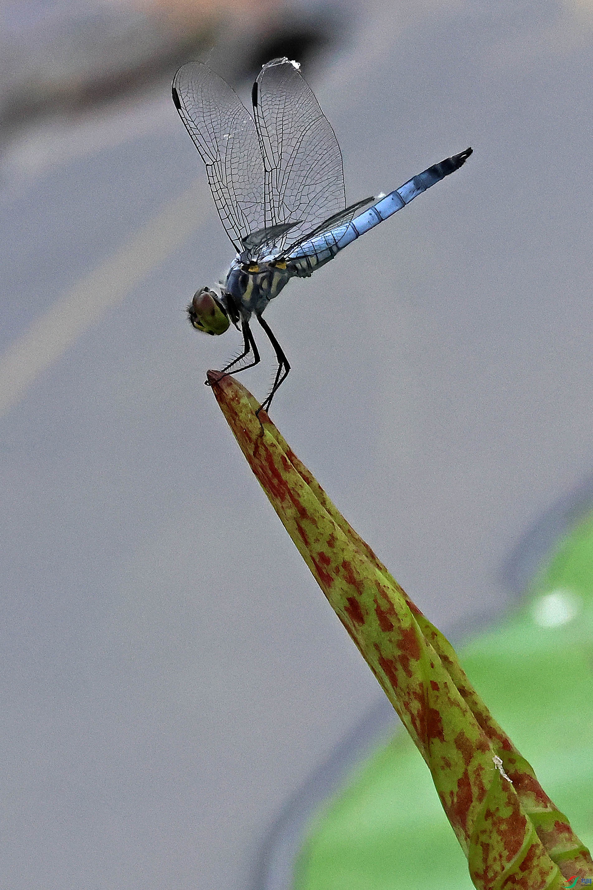 2G9A4904.JPG