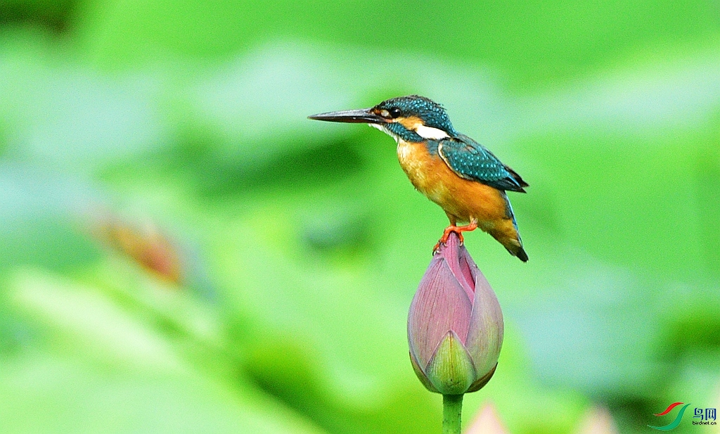 DSC_2935.JPG