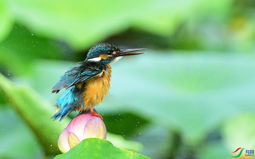 DSC_2732.JPG