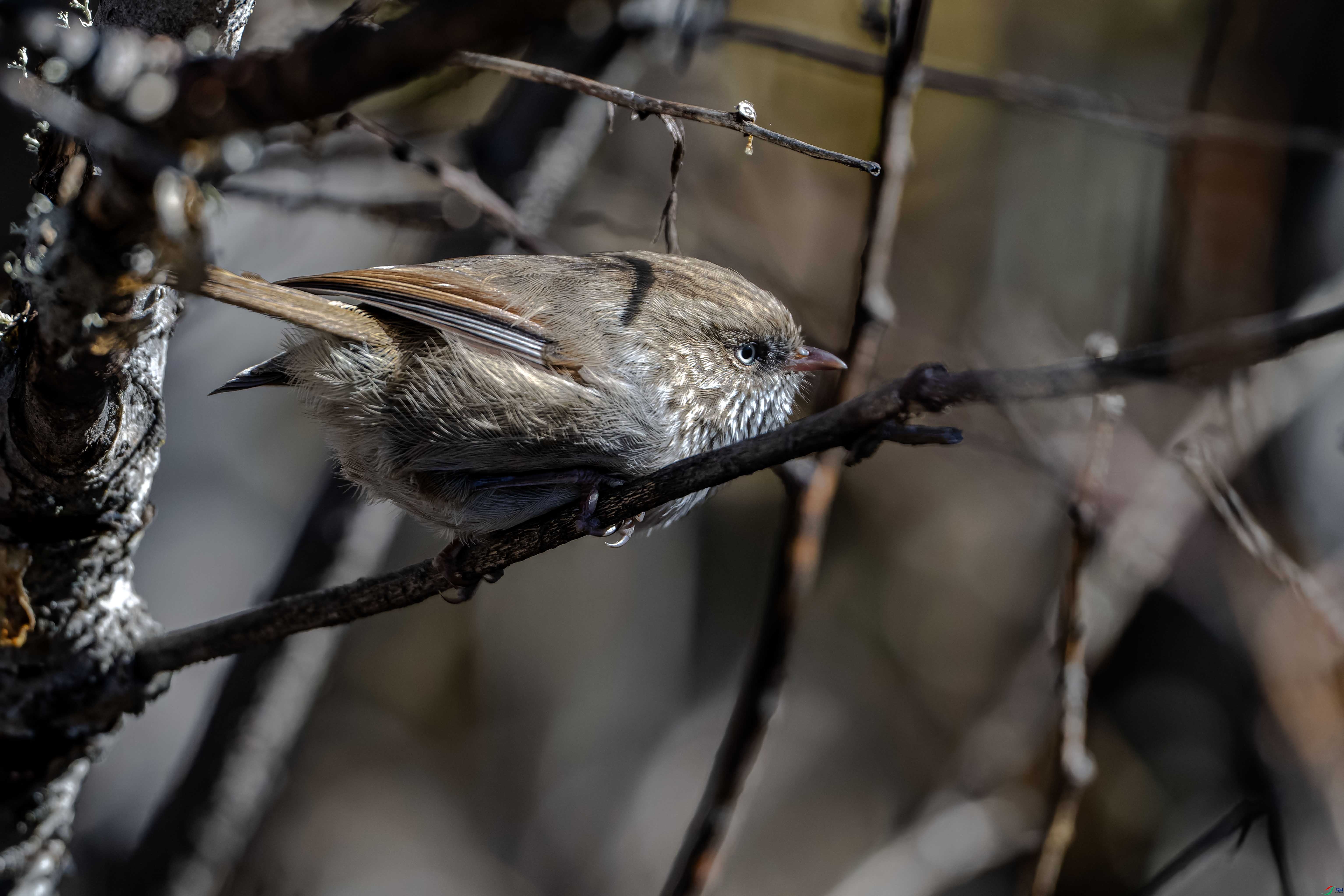 DSC_5437-NEF_DxO_DeepPRIME ���� 2.jpg