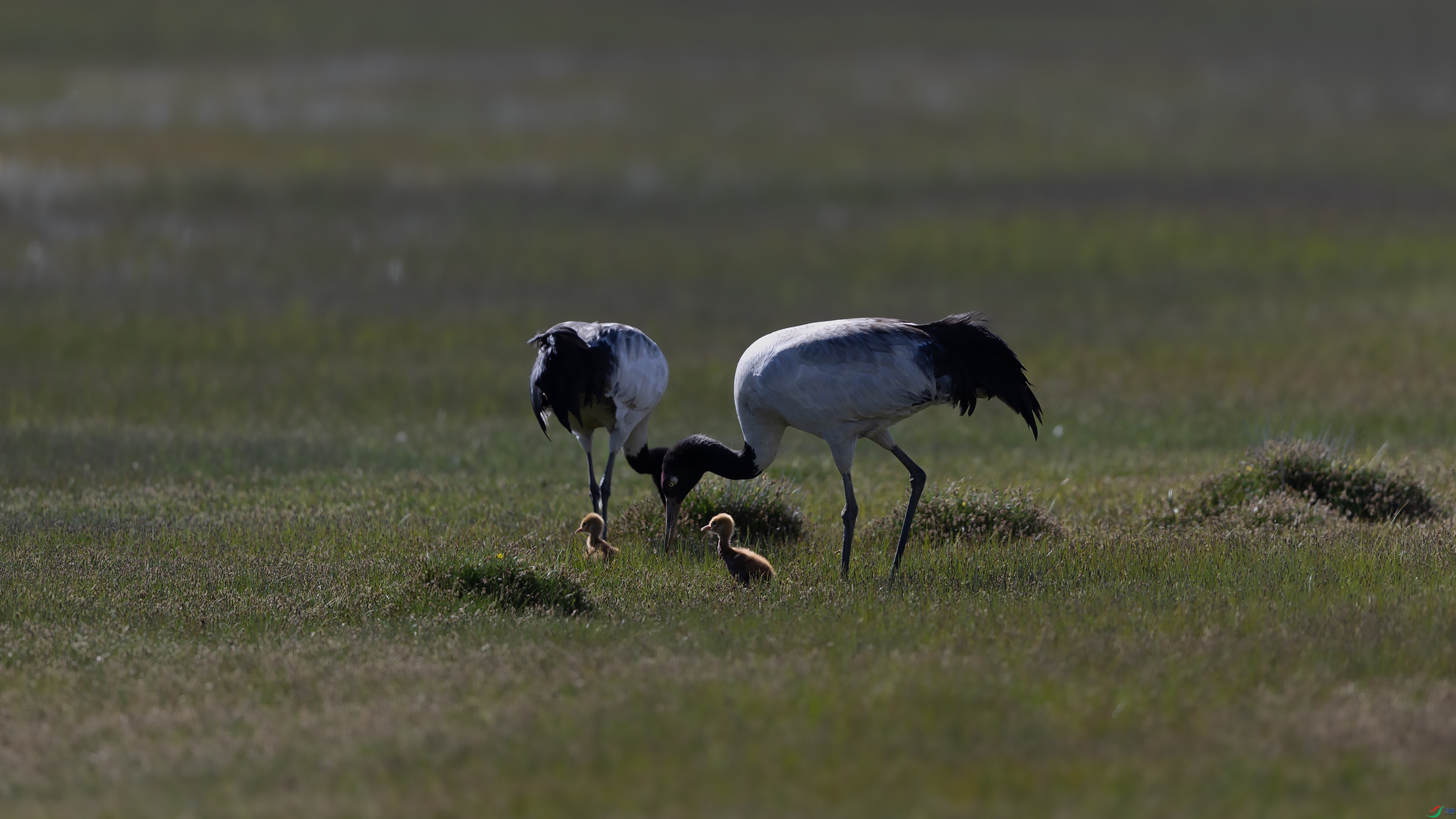 _O7A0490 ����444444.jpg