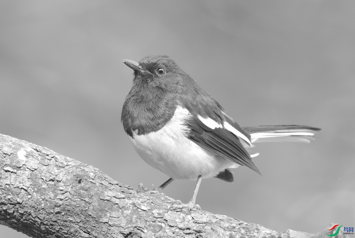 _DSC7865zx_������С.jpg