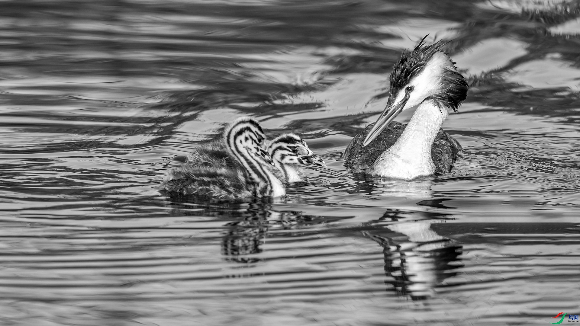 0333-1 ����.jpg