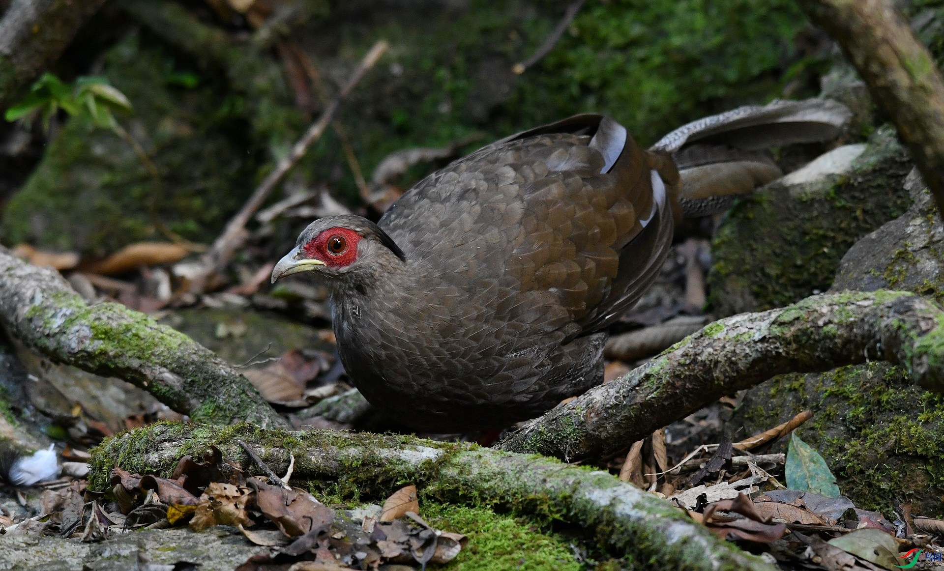 DSC_4783.jpg