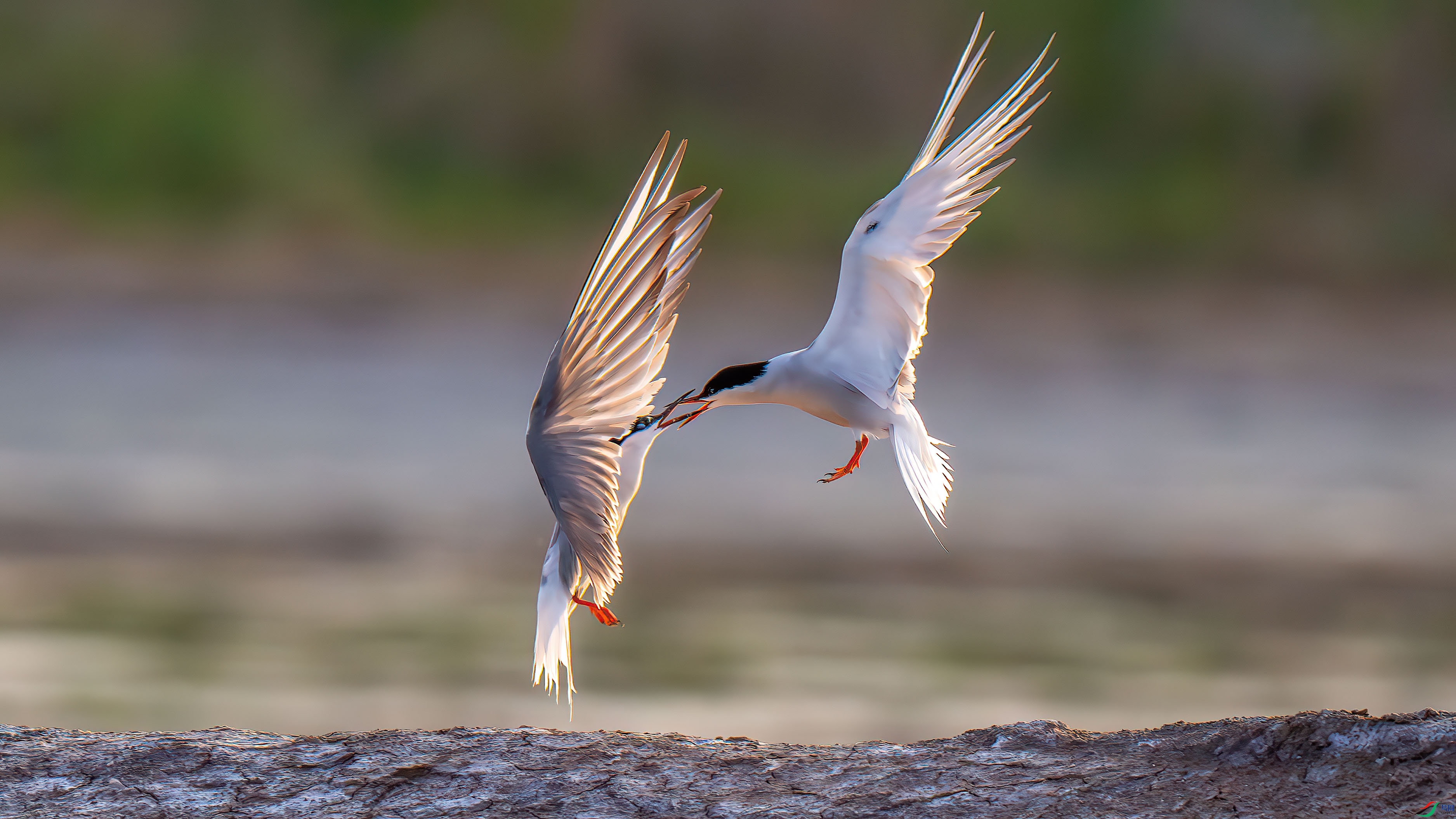DSC_7795-����ǿ-NR.jpg