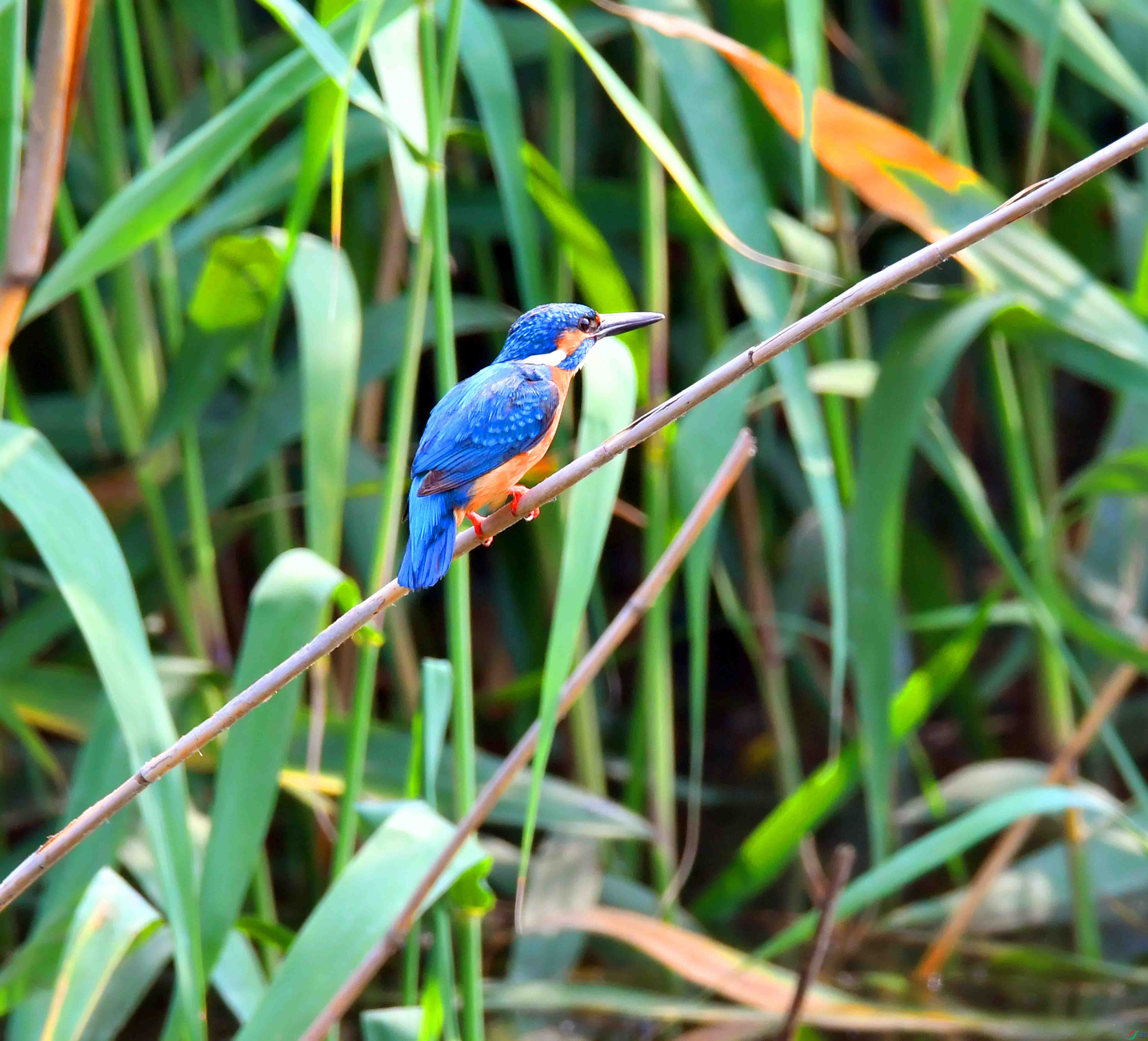 DSC_0175.JPG