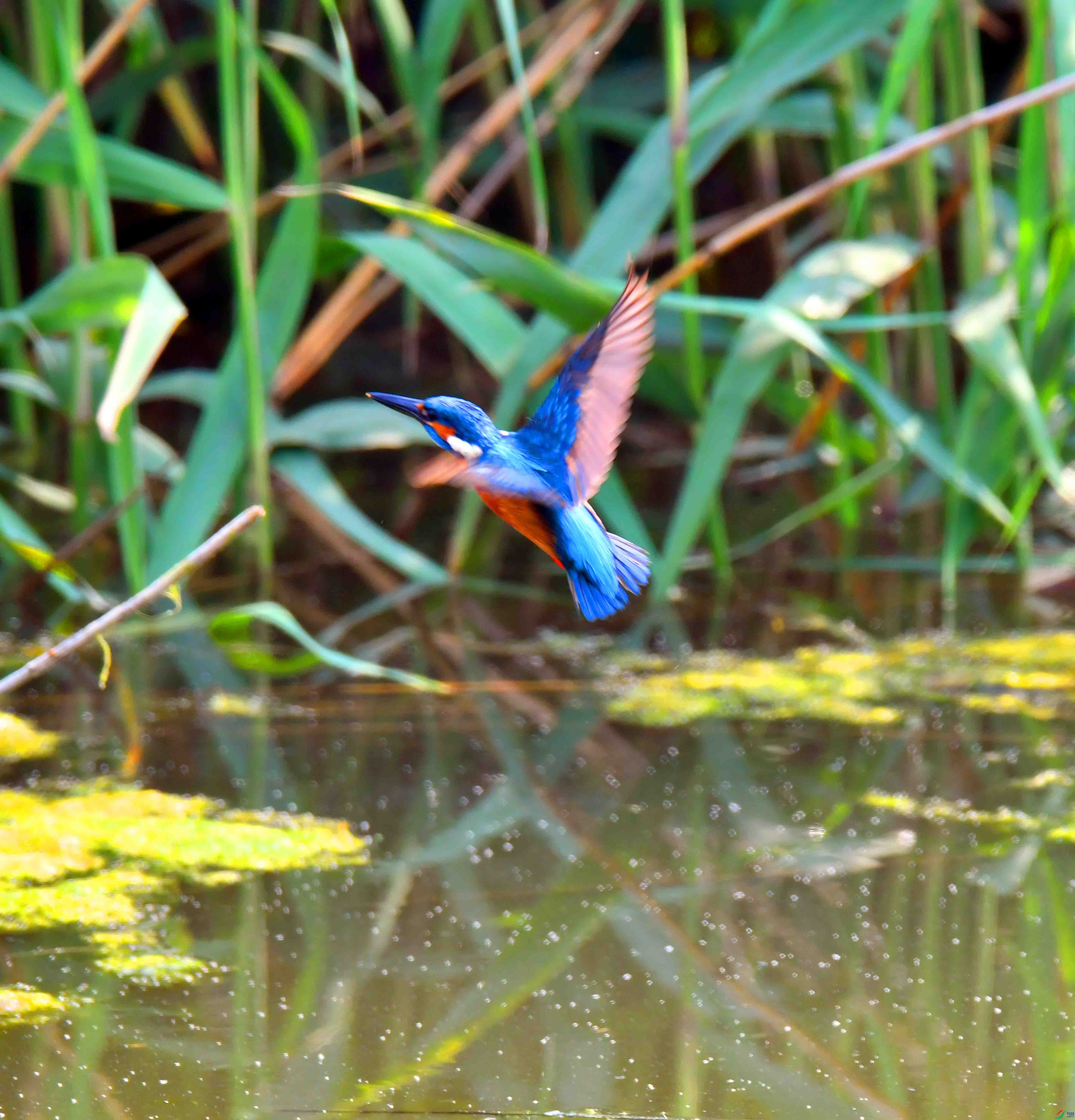 DSC_0169.JPG