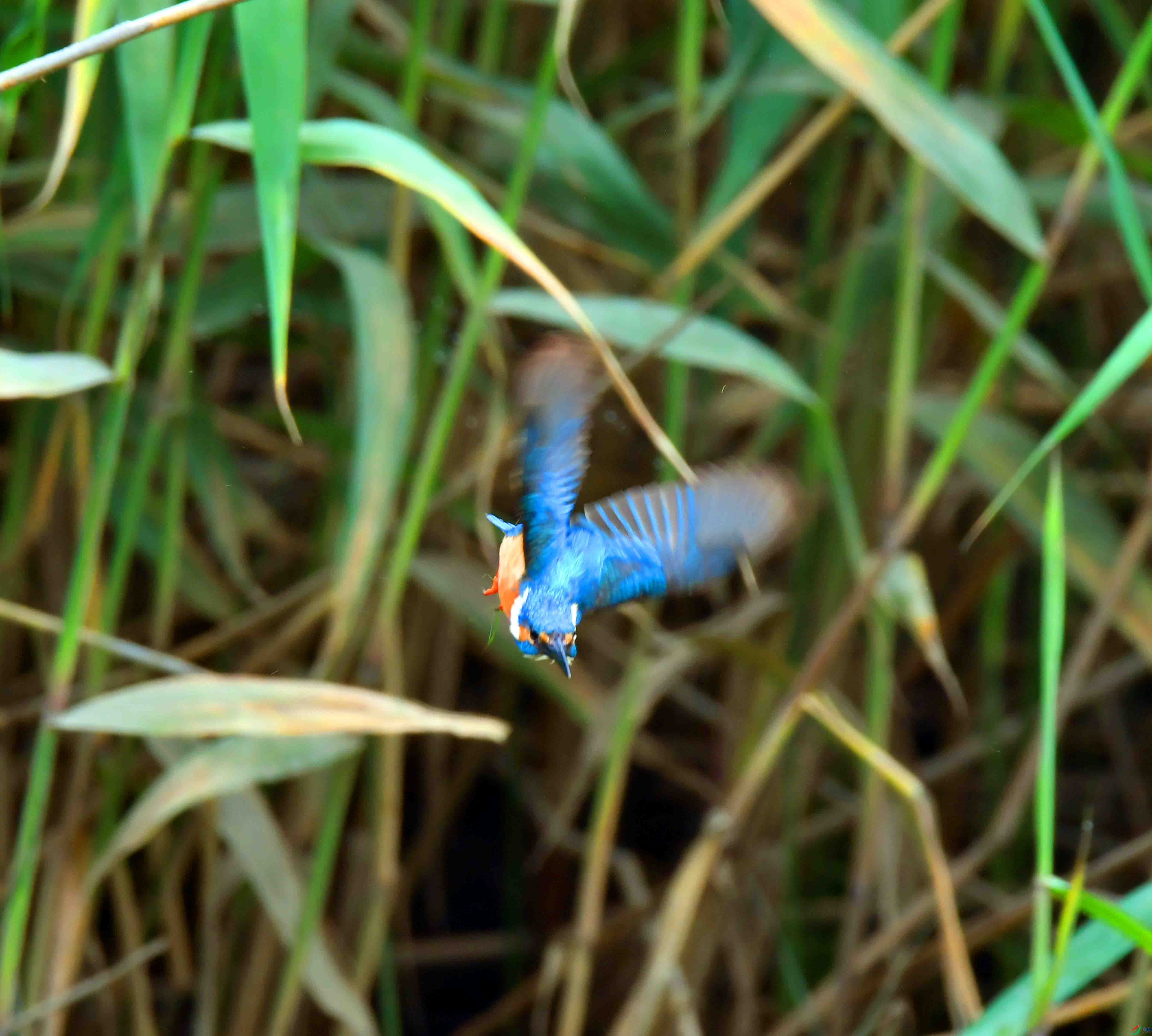 DSC_0566.JPG