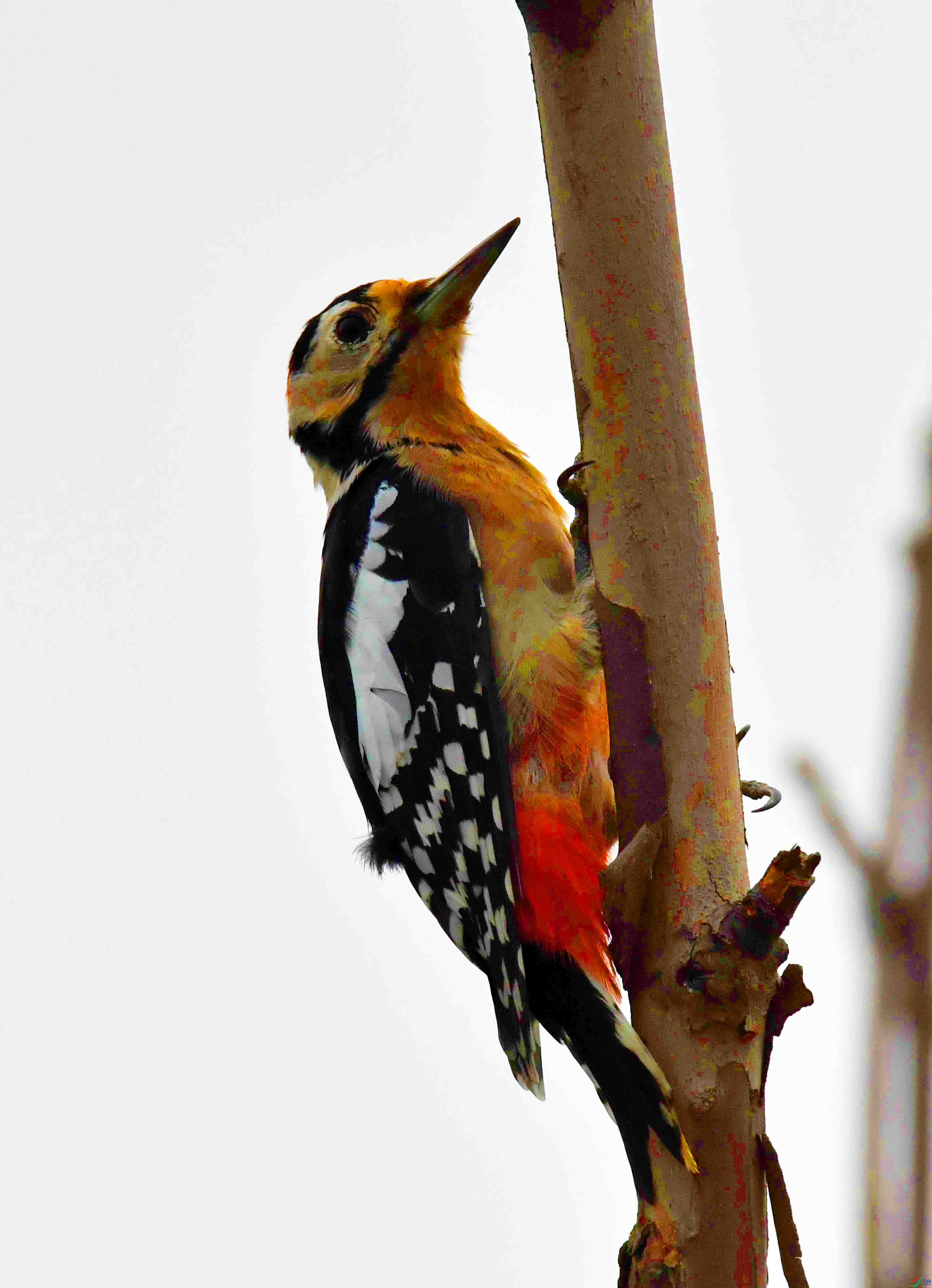 DSC_1156.JPG