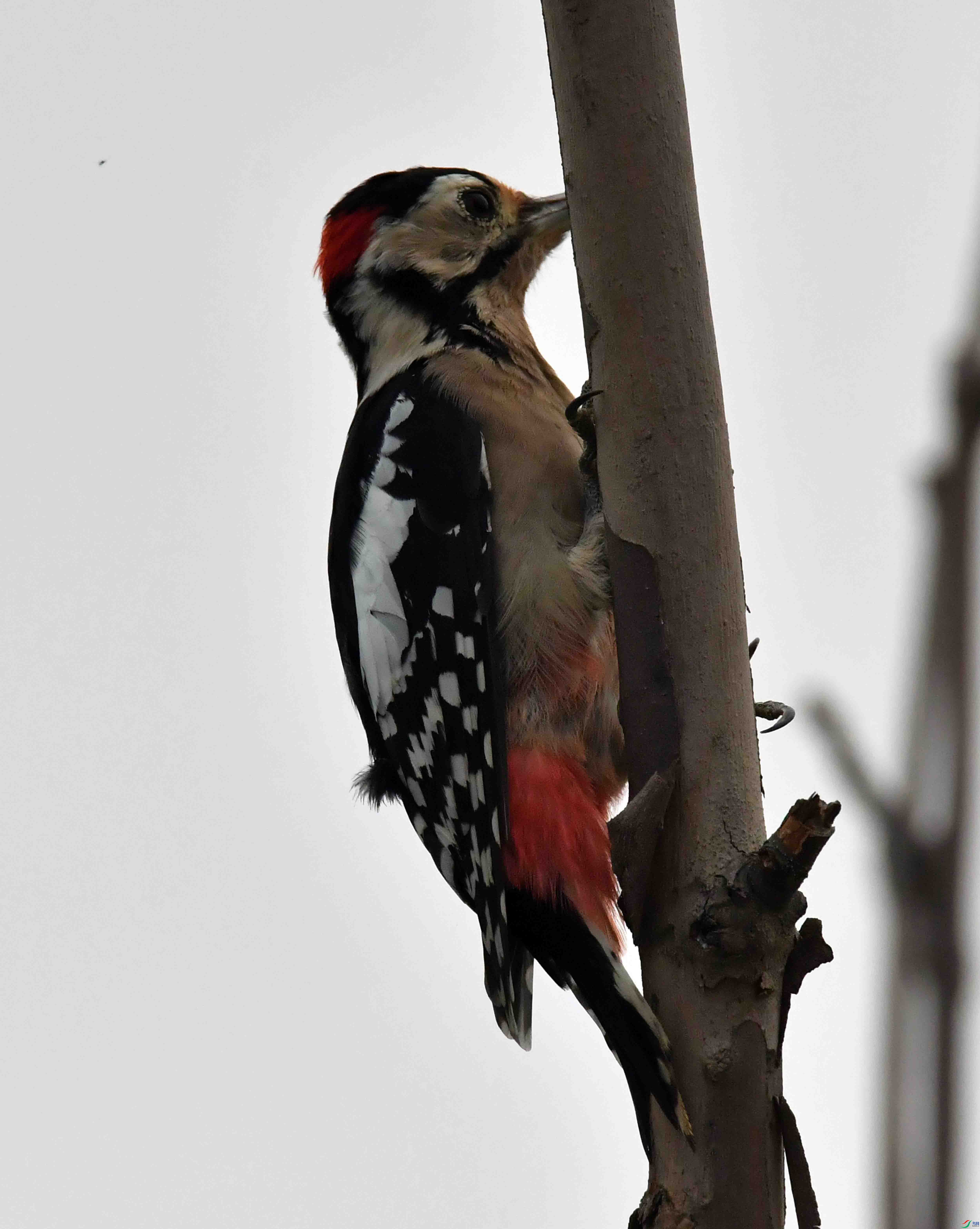 DSC_1144.JPG