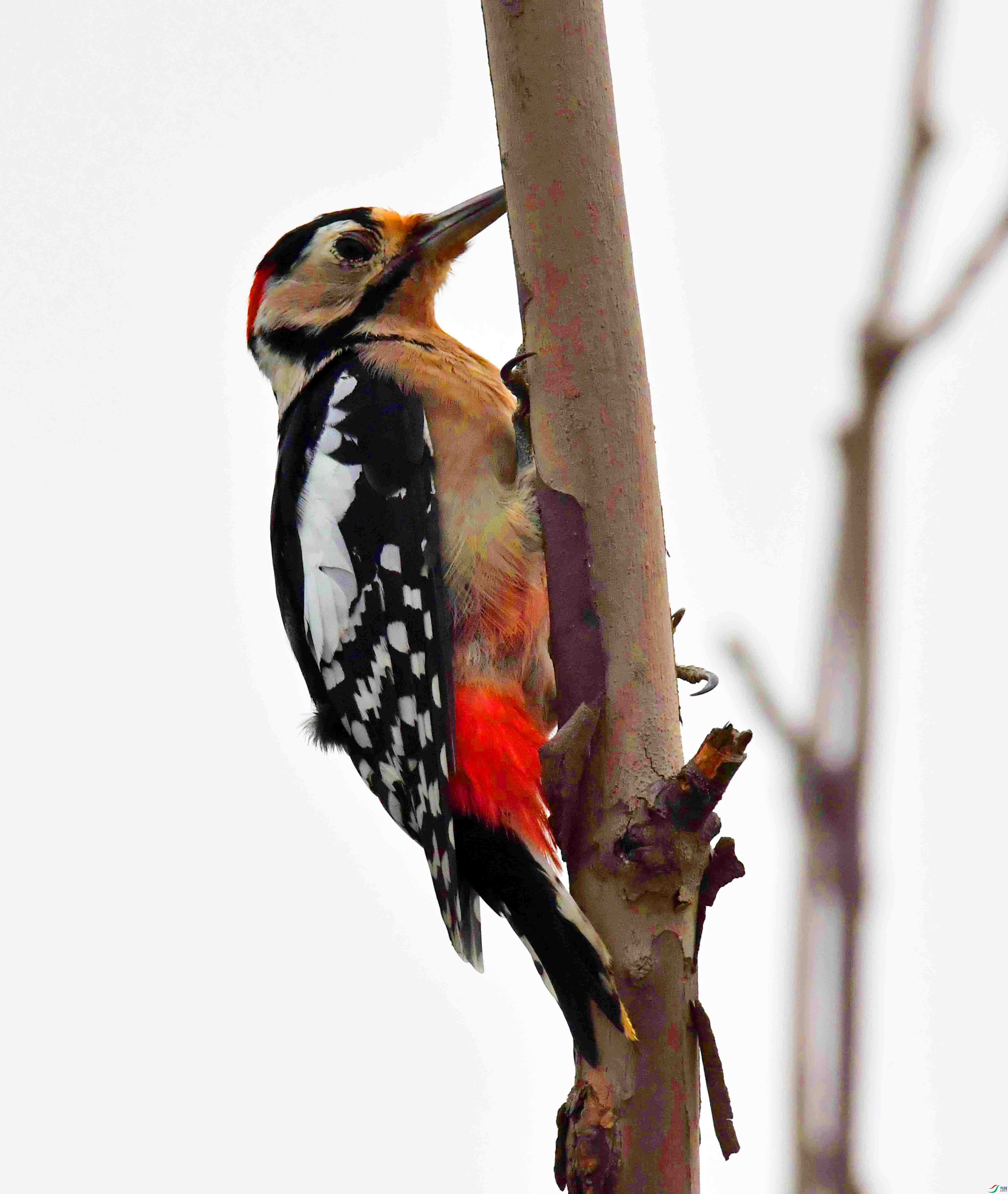 DSC_1167.JPG