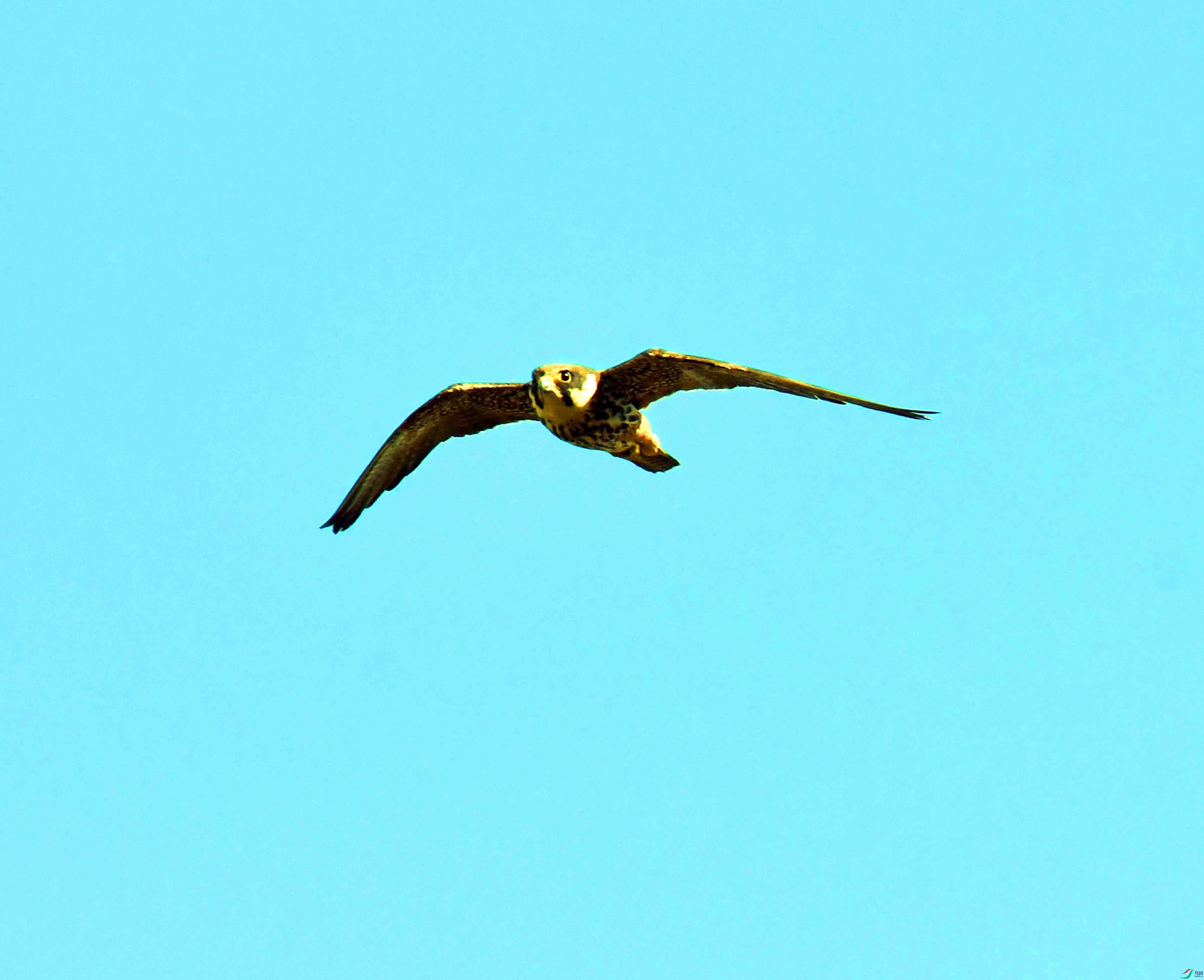 DSC_4955.JPG
