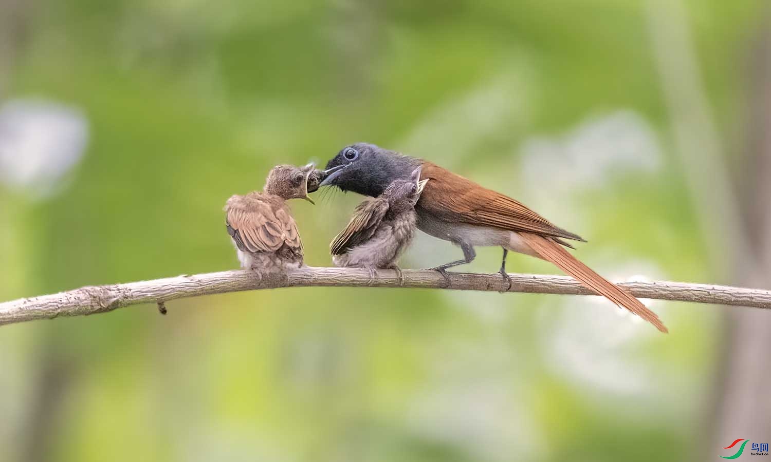 DSC_3897 ����.jpg