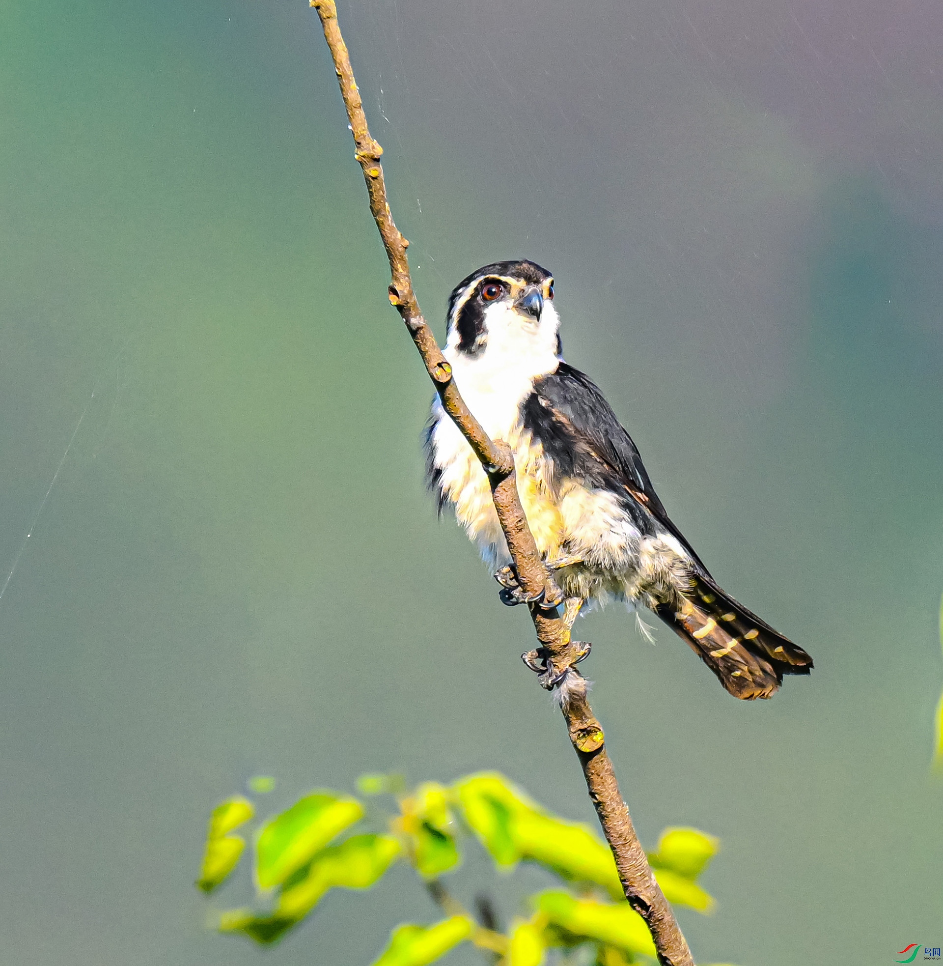 ����С��