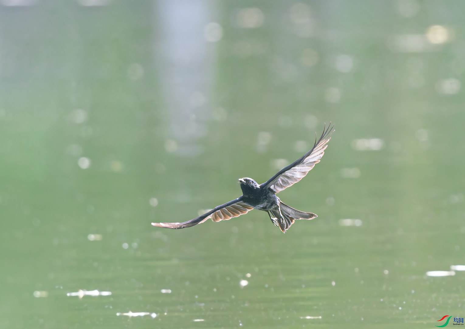 _DSC6666-����ǿ-NR.PNG