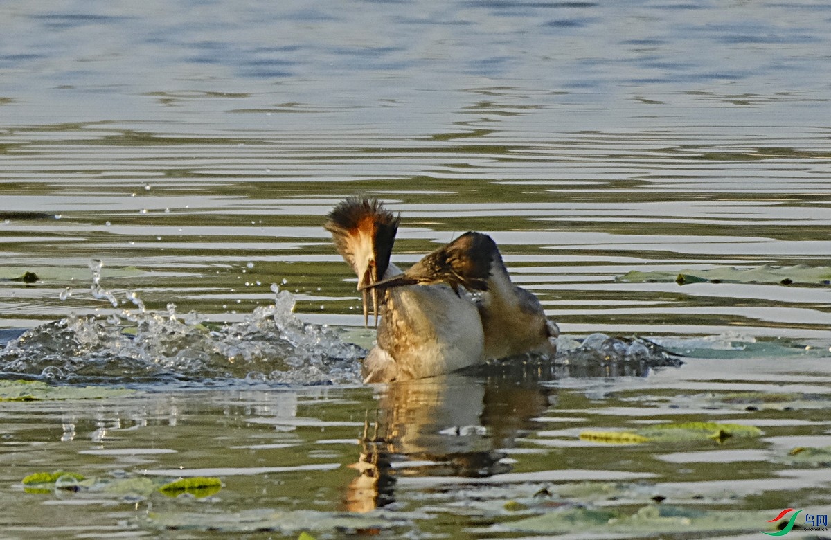 _DSF8890.jpg