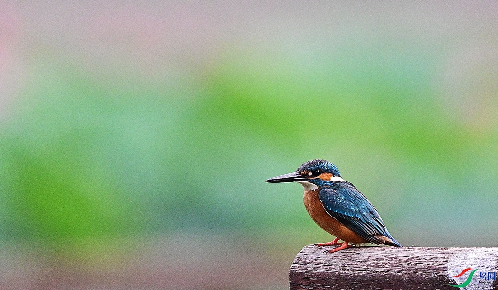 DSC_0504.JPG