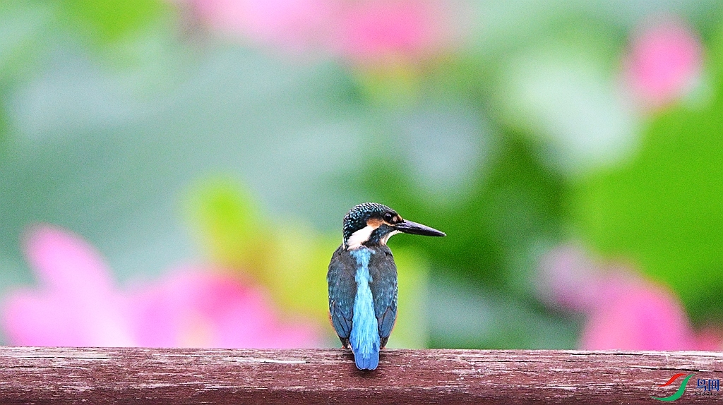DSC_0534.JPG