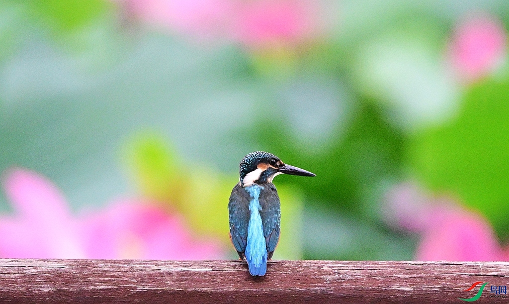 DSC_0535.JPG