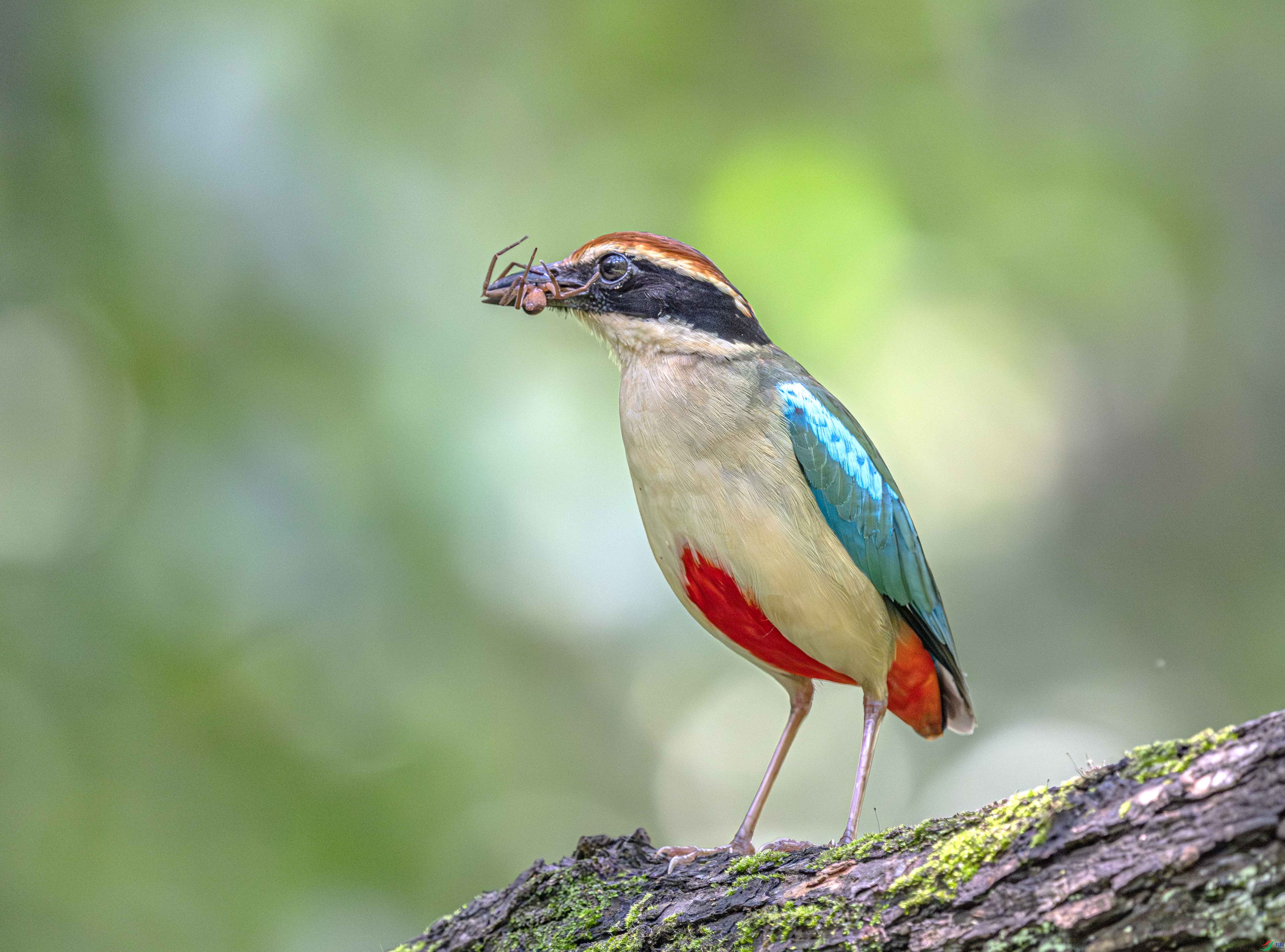 DSC_2438-����ǿ-NR ����.jpg